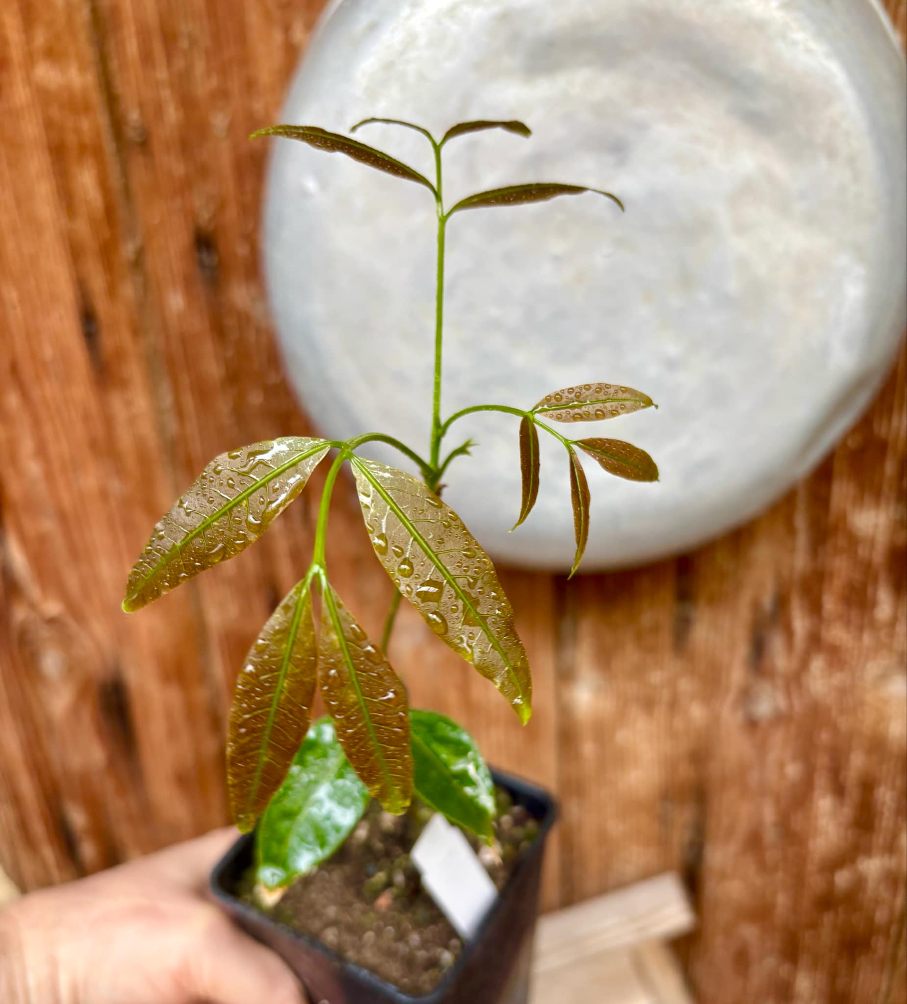 Talisia esculenta - Pitomba do Nordeste - 1 potted plant / 1 getopfte Pflanze