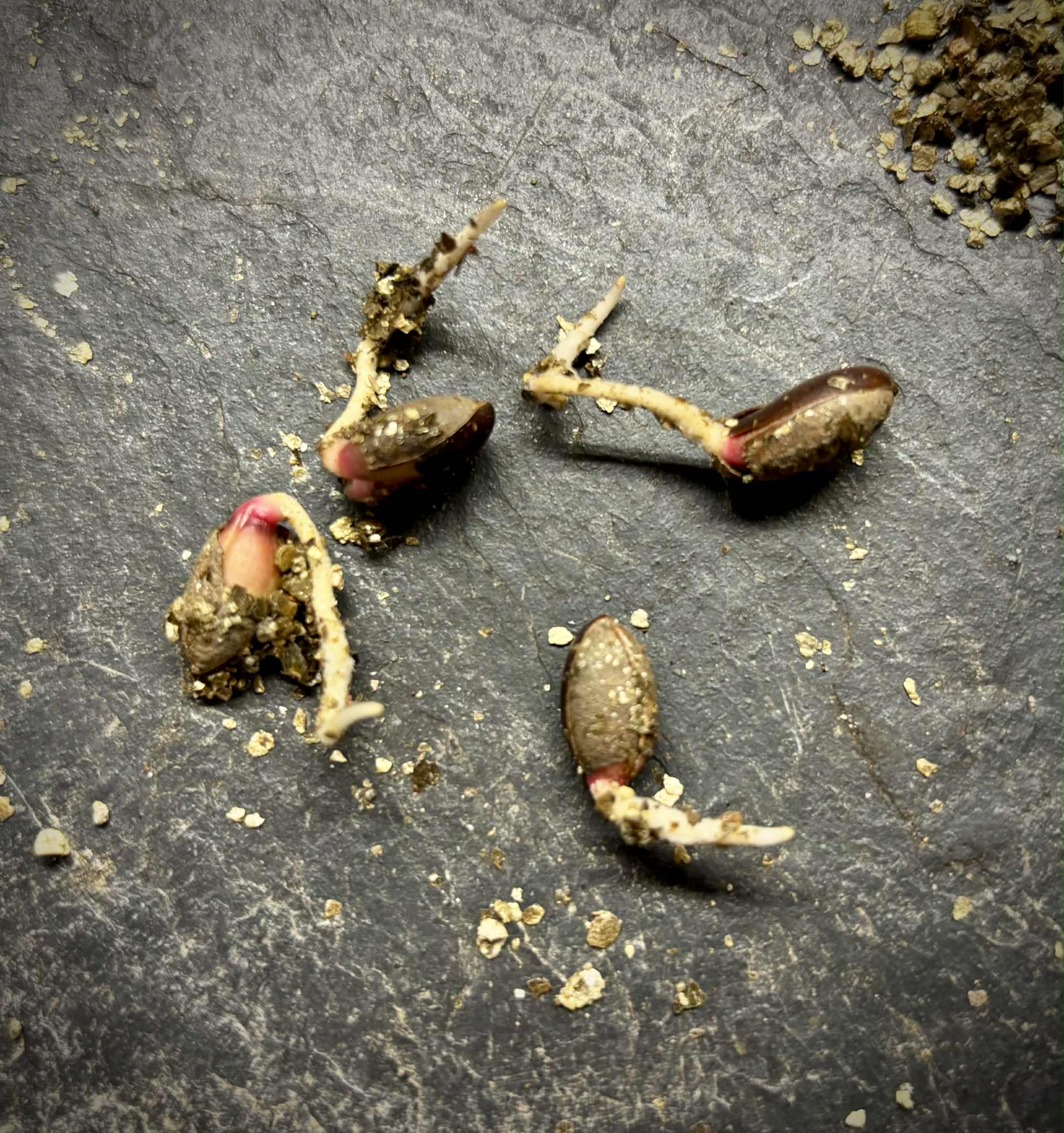 Miracle fruit / Miracle berry  (Synsepalum  dulcificum) - 1 germinated seed / 1 gekeimter Samen