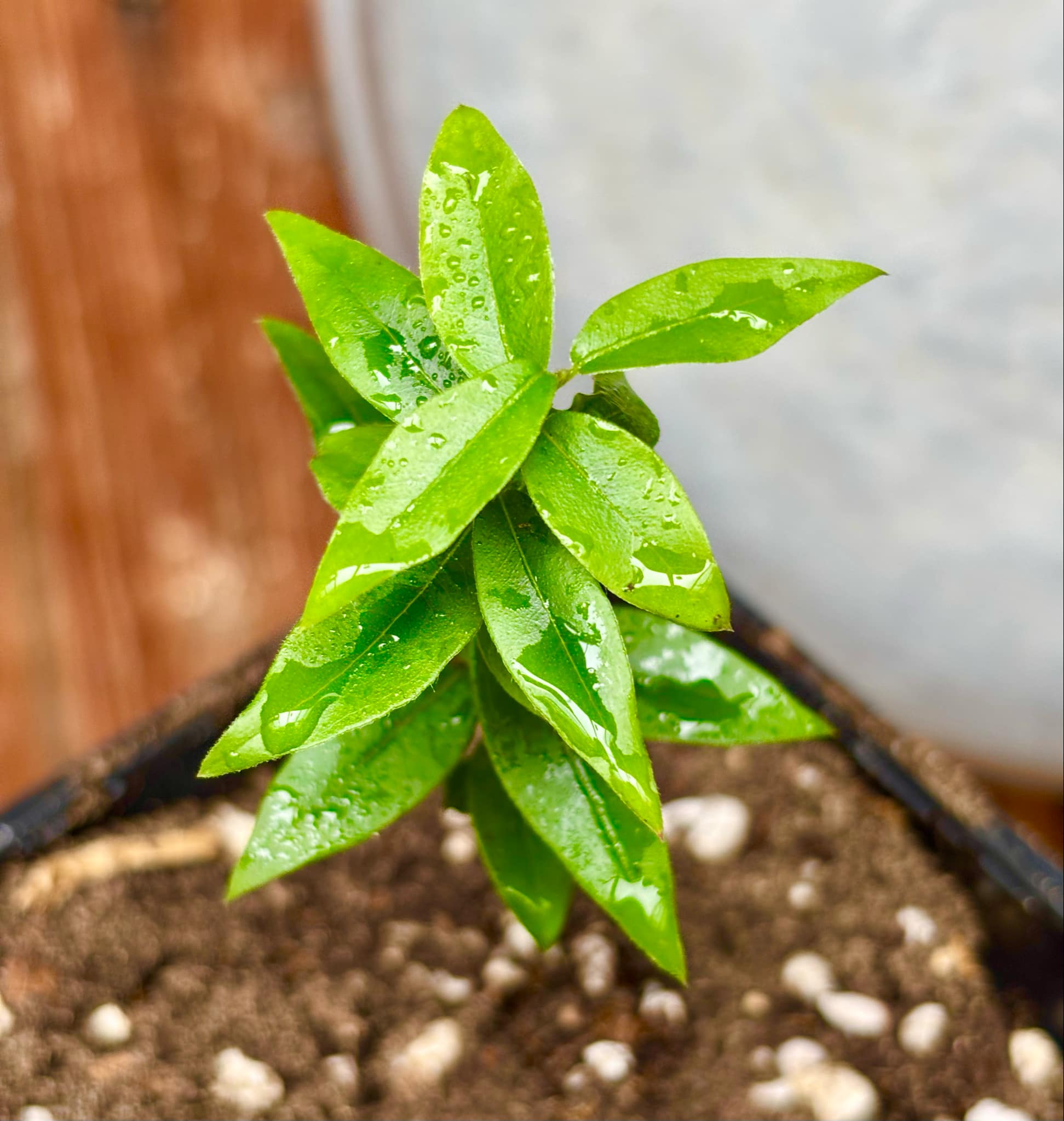 Jaboticaba - Plinia sp Pingo de Mel (Vilela A3) -  1 small potted seedling / 1 kleiner, getopfter Sämling