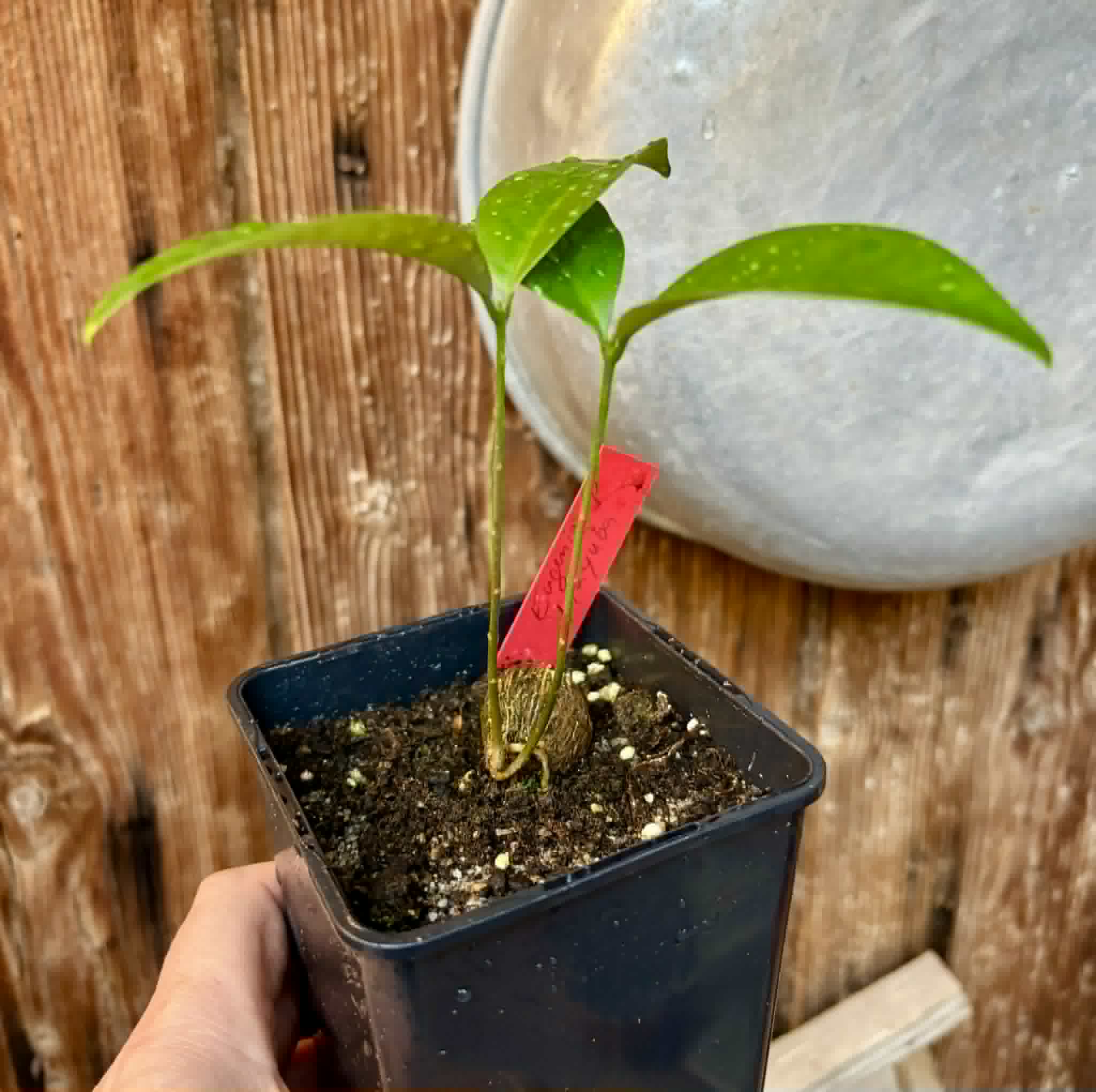 Eugenia sp Itayuba - 1 potted seedling / 1 getopfter Sämling