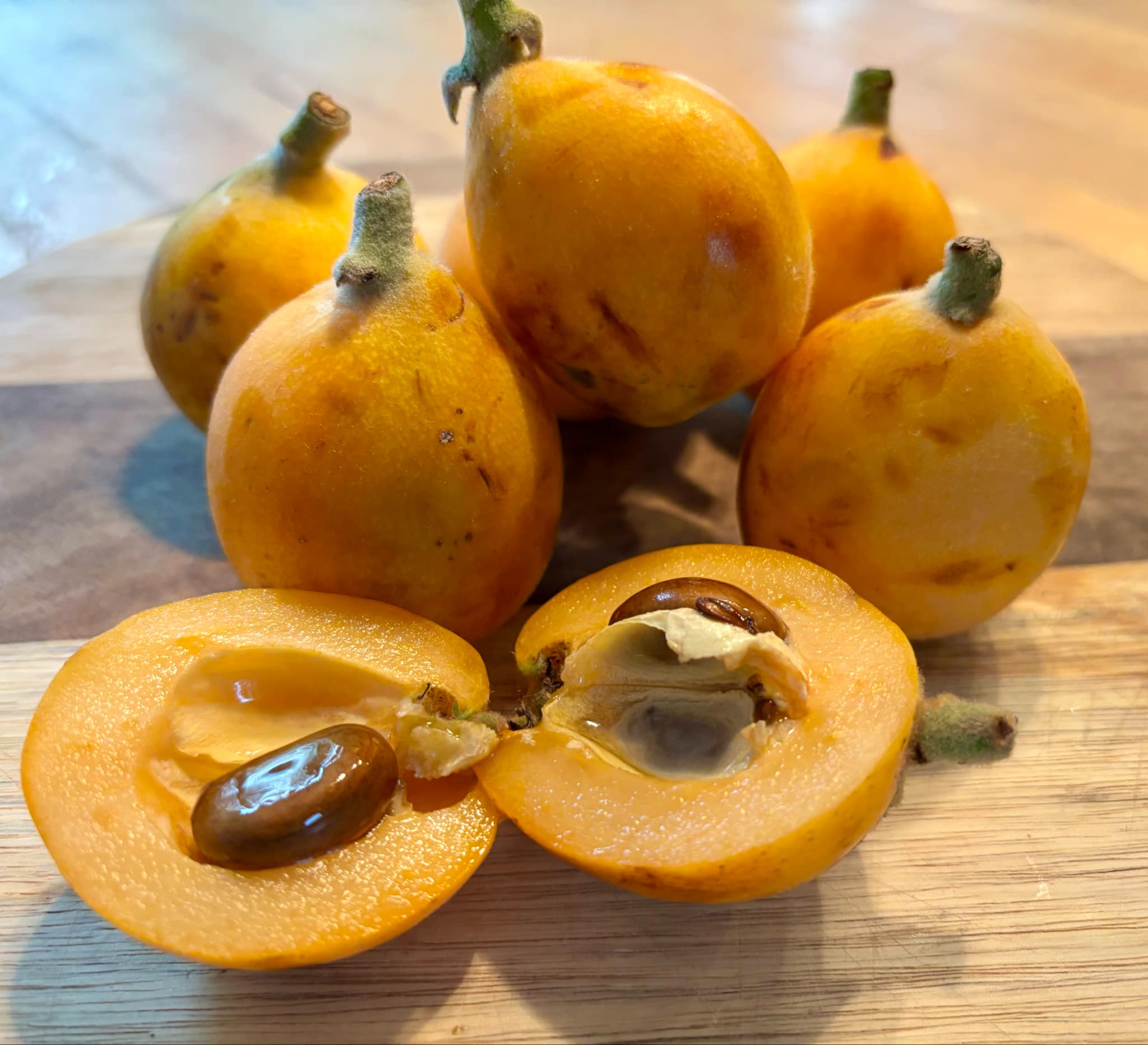 Eriobotrya japonica - Wollmispel - Loquat - 1 fresh seed / 1 frischer Samen