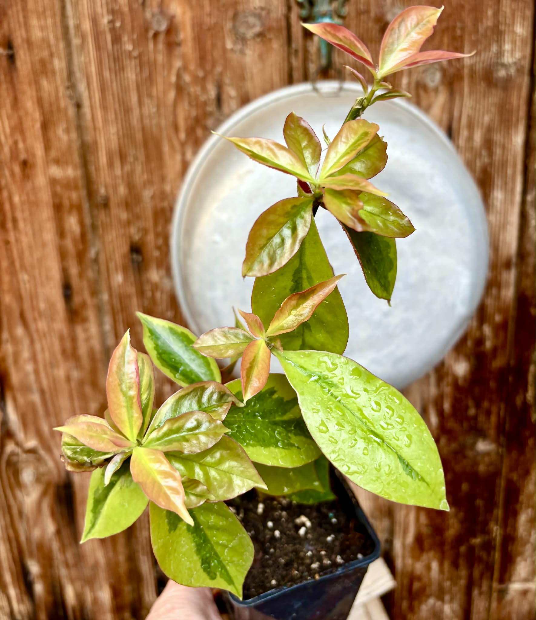 Variegated Barbados Gooseberry - (Pereskia aculeata) - 1 potted plant / 1 getopfte Pflanze