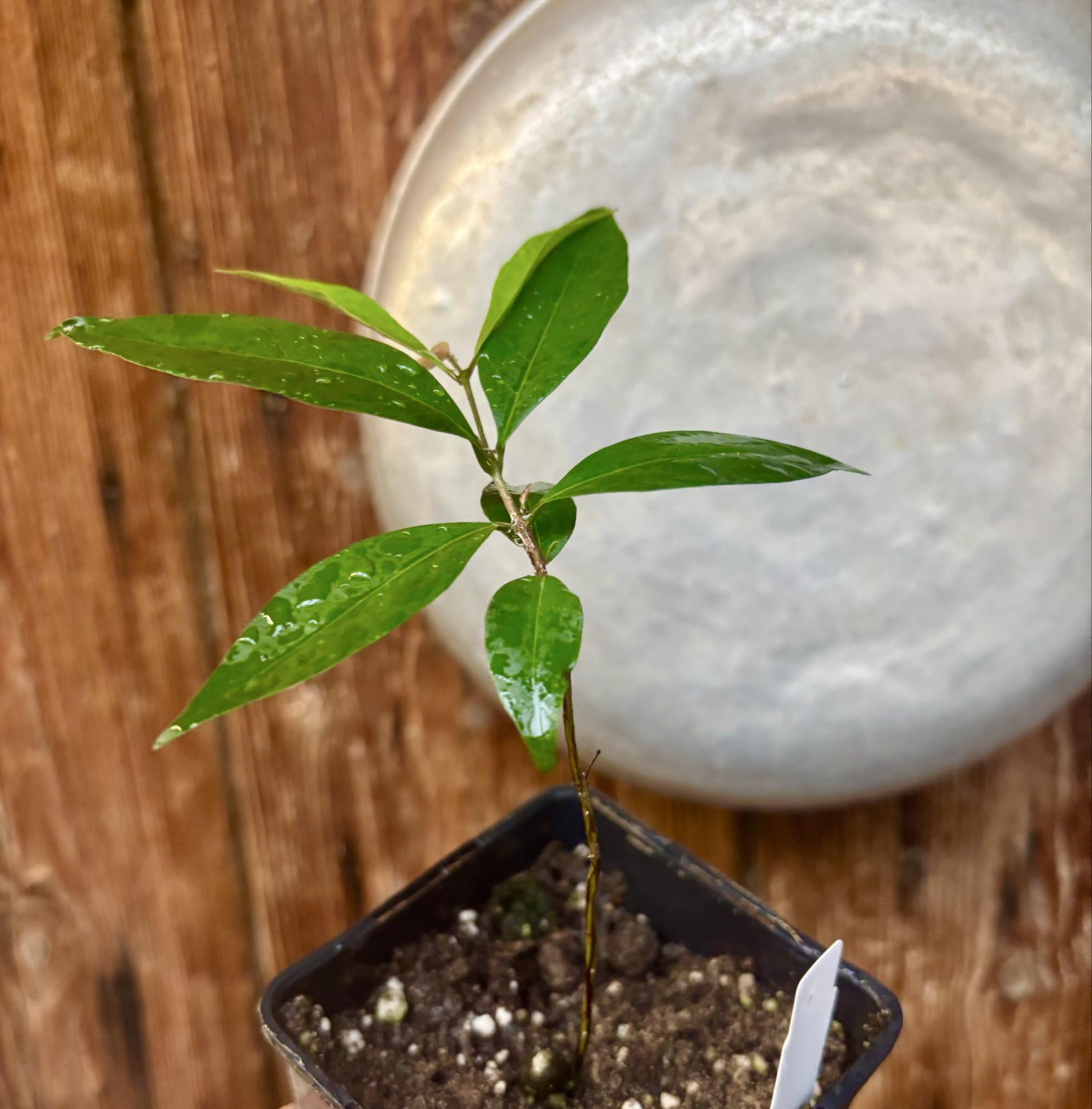 Eugenia sp Belmonte -  1 potted seedling / 1 getopfter Sämling