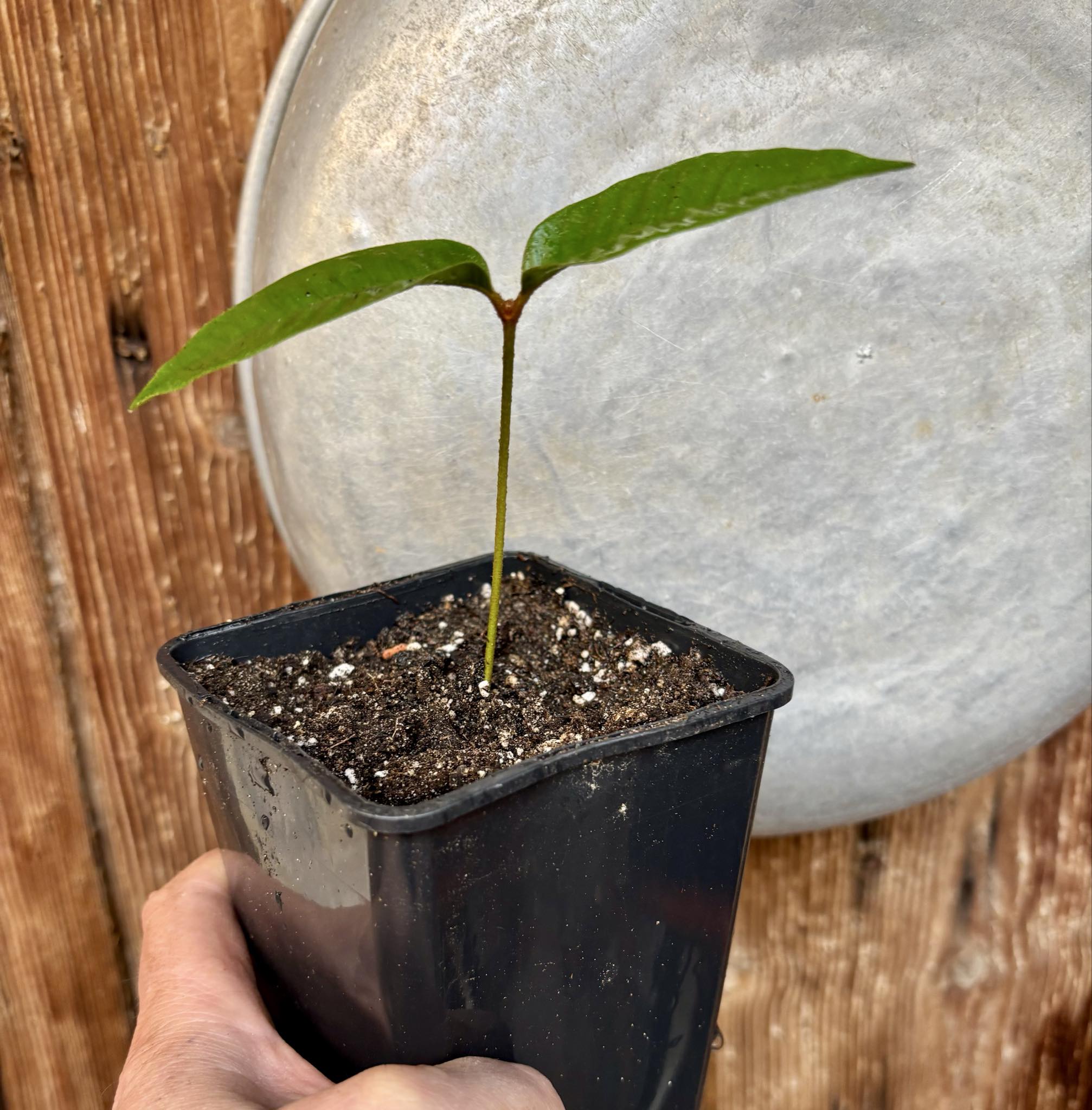 Ecclinusa sp Doce - 1 potted seedling / 1 getopfter Sämling