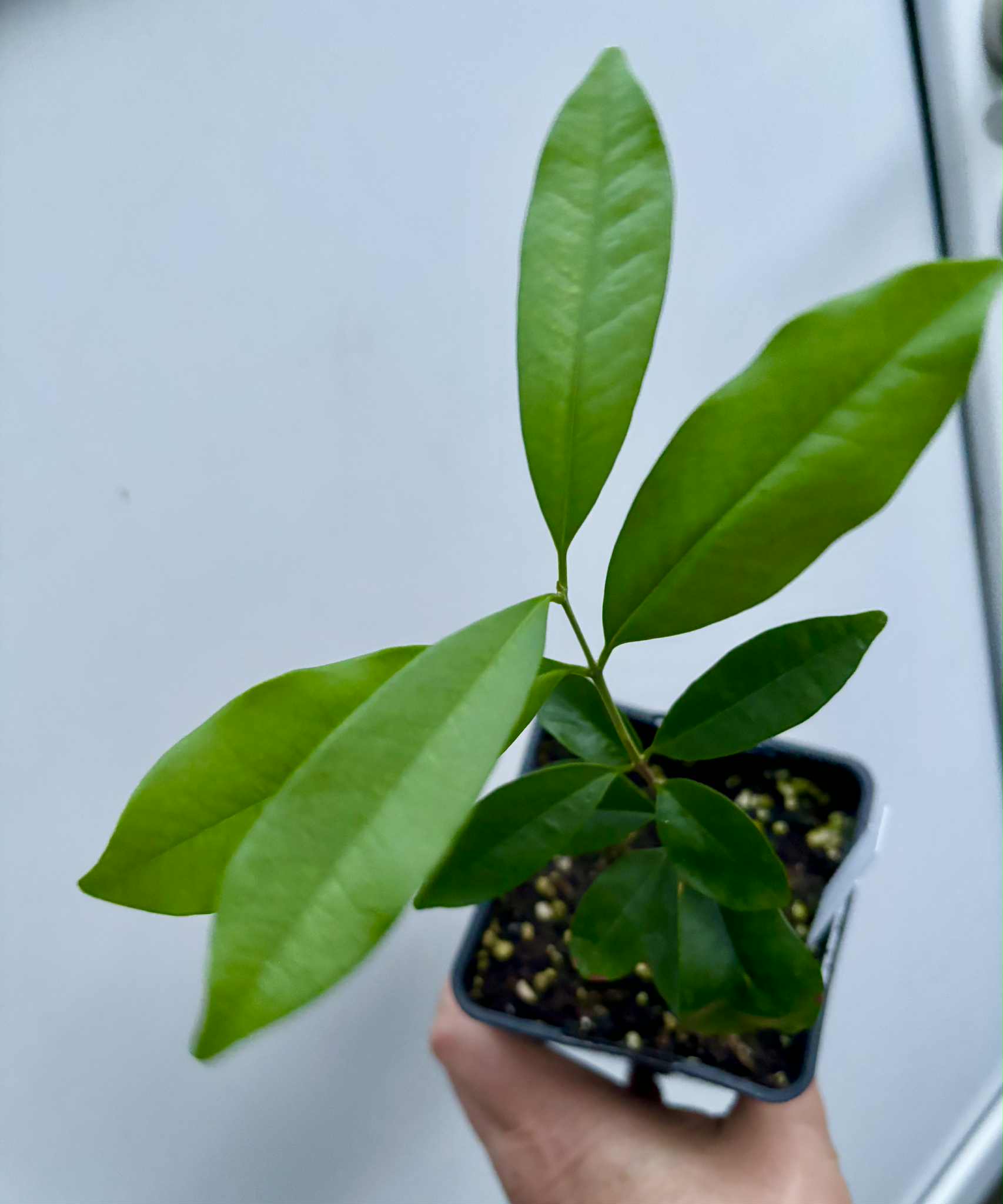 Eugenia cerasiflora - 1 potted plant - 1 getopfte Pflanze