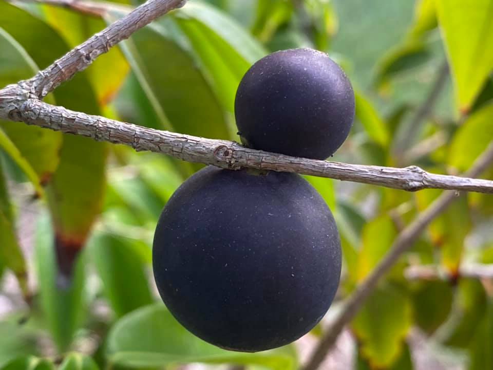 Myrciaria vexator - Rare exotic plant - Seltene exotische Pflanze