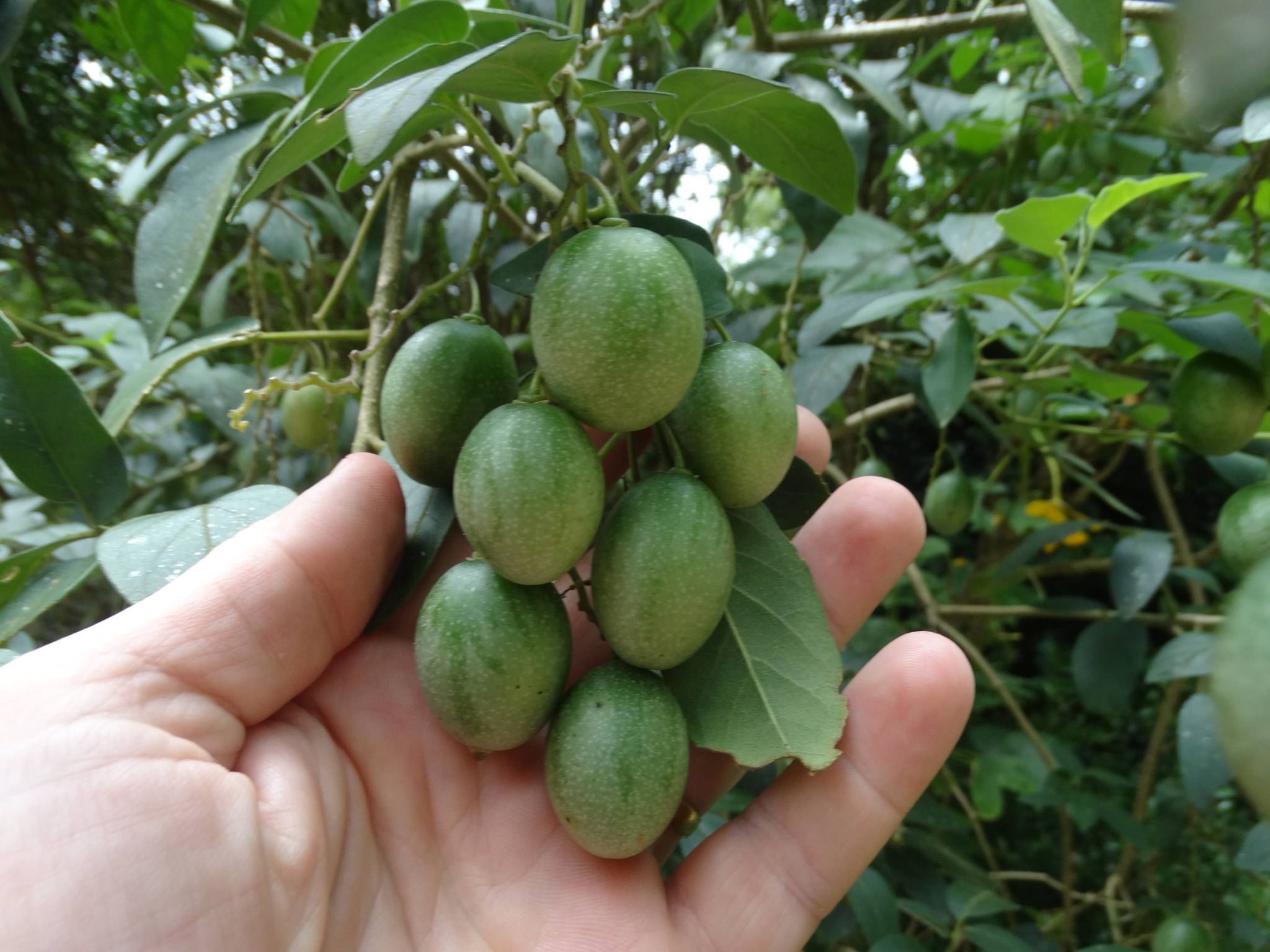 Solanum pelagicum - 1 fresh seed / 1 frischer Samen