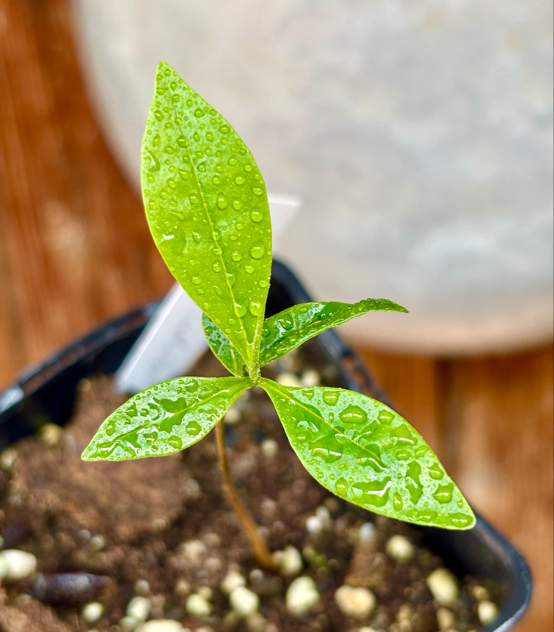 Duguetia lanceolata - Pindaiba - 1 small potted seedling / 1 kleiner, getopfter Sämling Duguetia lanceolata - Pindaiba - 1 small potted seedling / 1 kleiner, getopfter Sämling