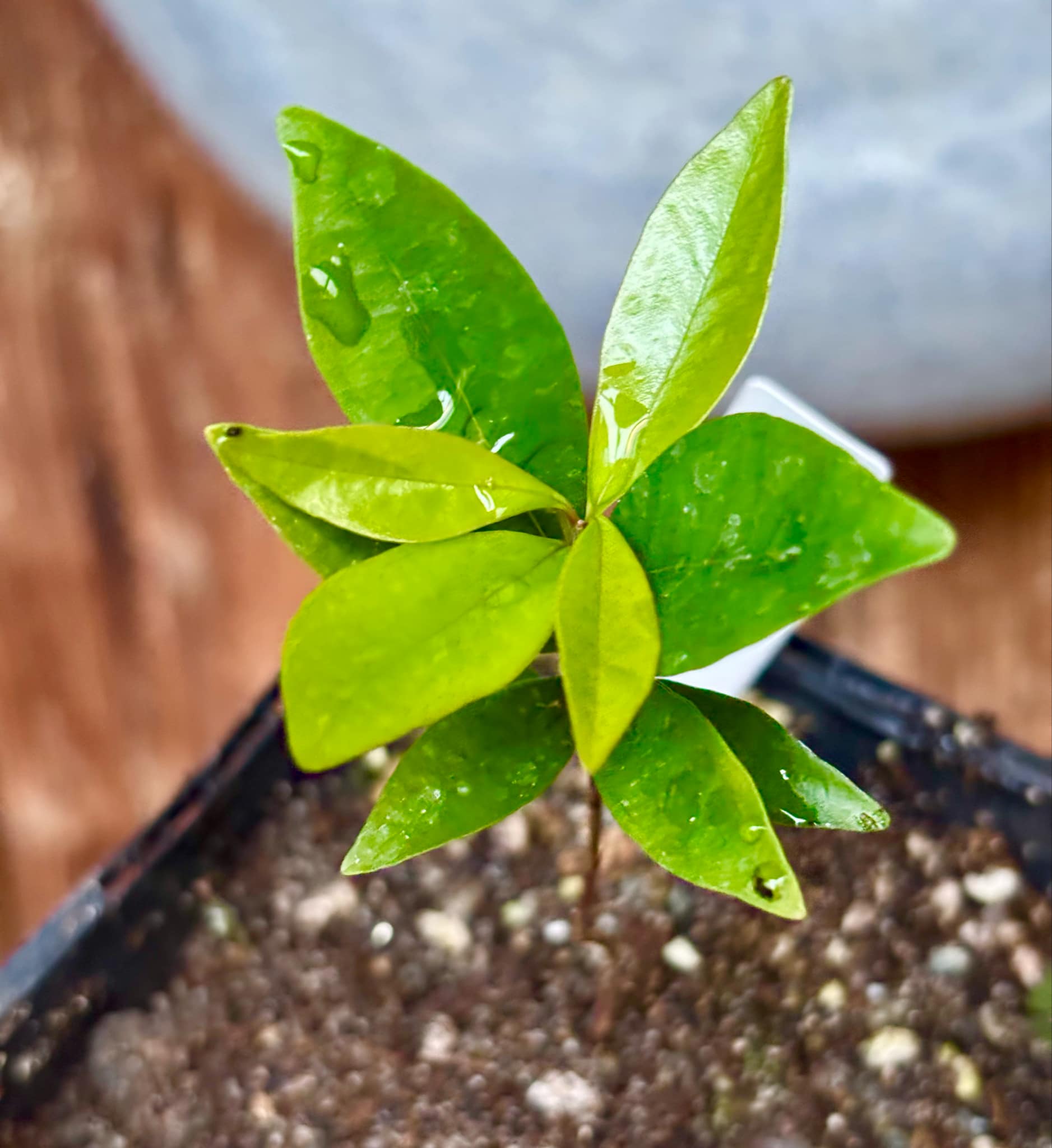 Eugenia nutans - 1 small potted seedling / 1 kleiner, getopfter Sämling