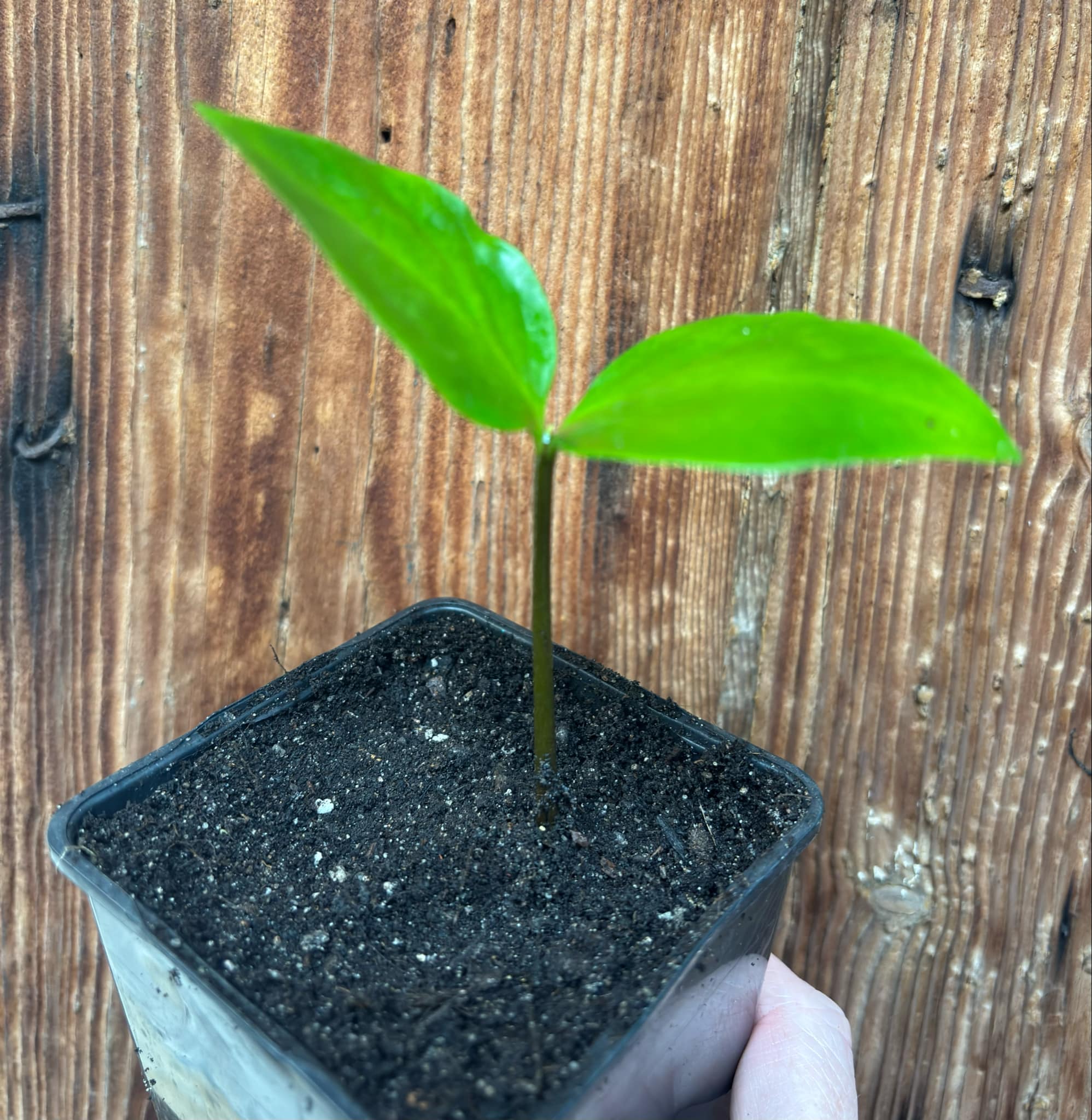Diospyros nigra - Black Sapote var. Bernecker - 1 potted seedling / 1 getopfter Sämling