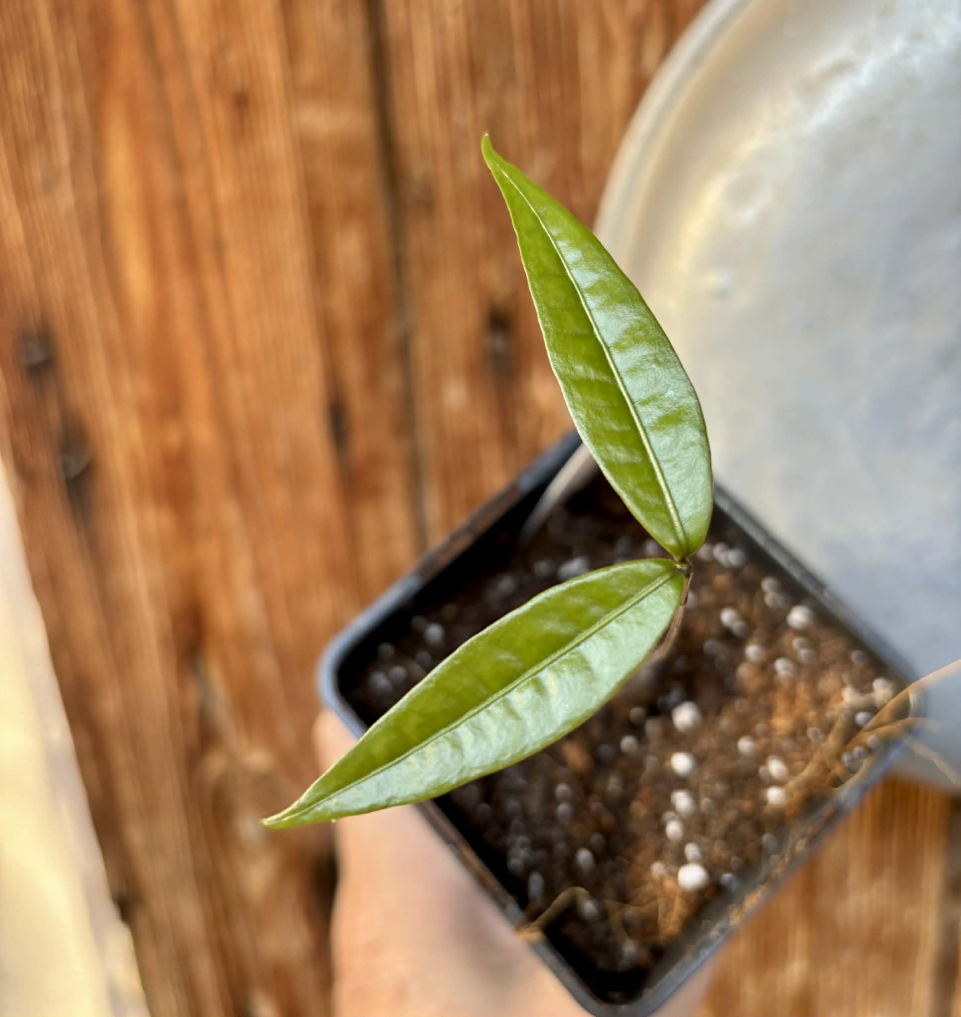 last plant - Plinia sp Cambuca vermelha -  1 potted seedling / 1 getopfter Sämling