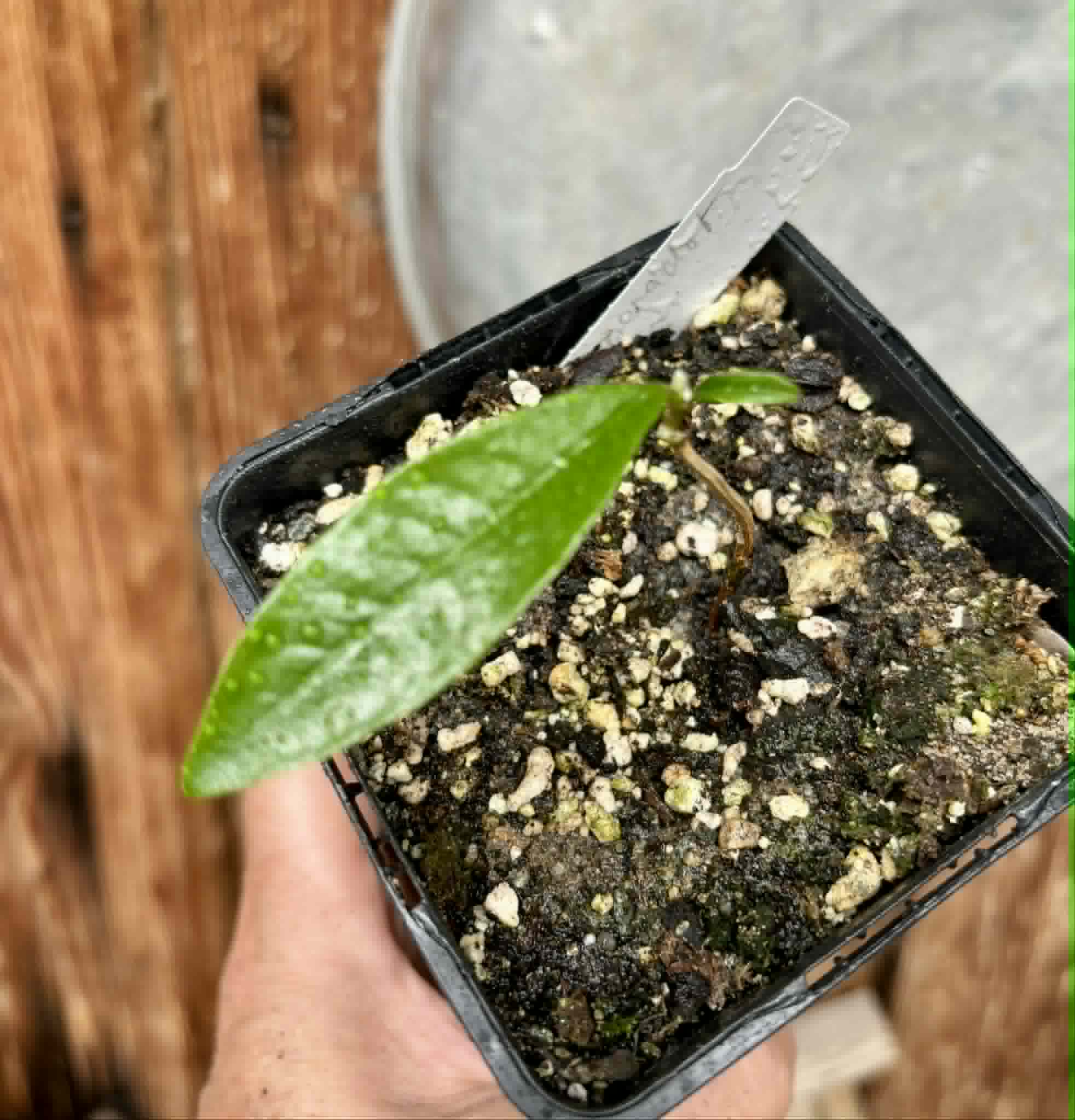 Fruta do Imperador - Martiusella imperialis - (formaly Chrysophyllum imperiale) - 1 potted seedling / 1 getopfter Sämling