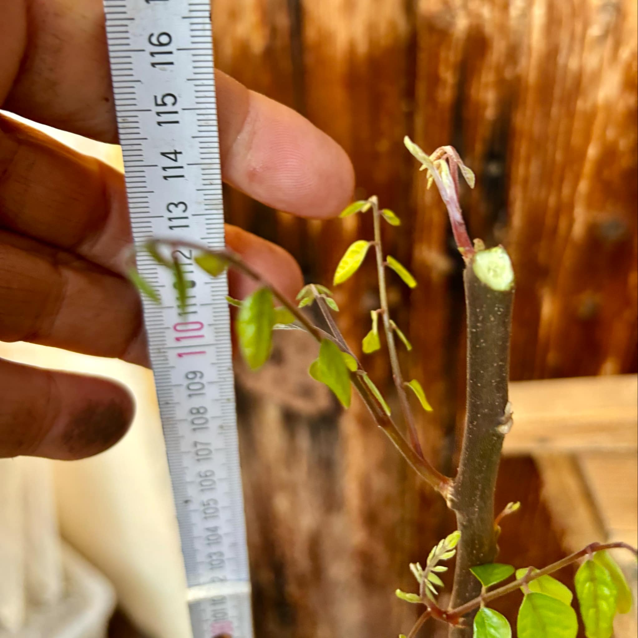 Carambola var. Fwang Tung - 1 potted plant / 1 getopfte Pflanze