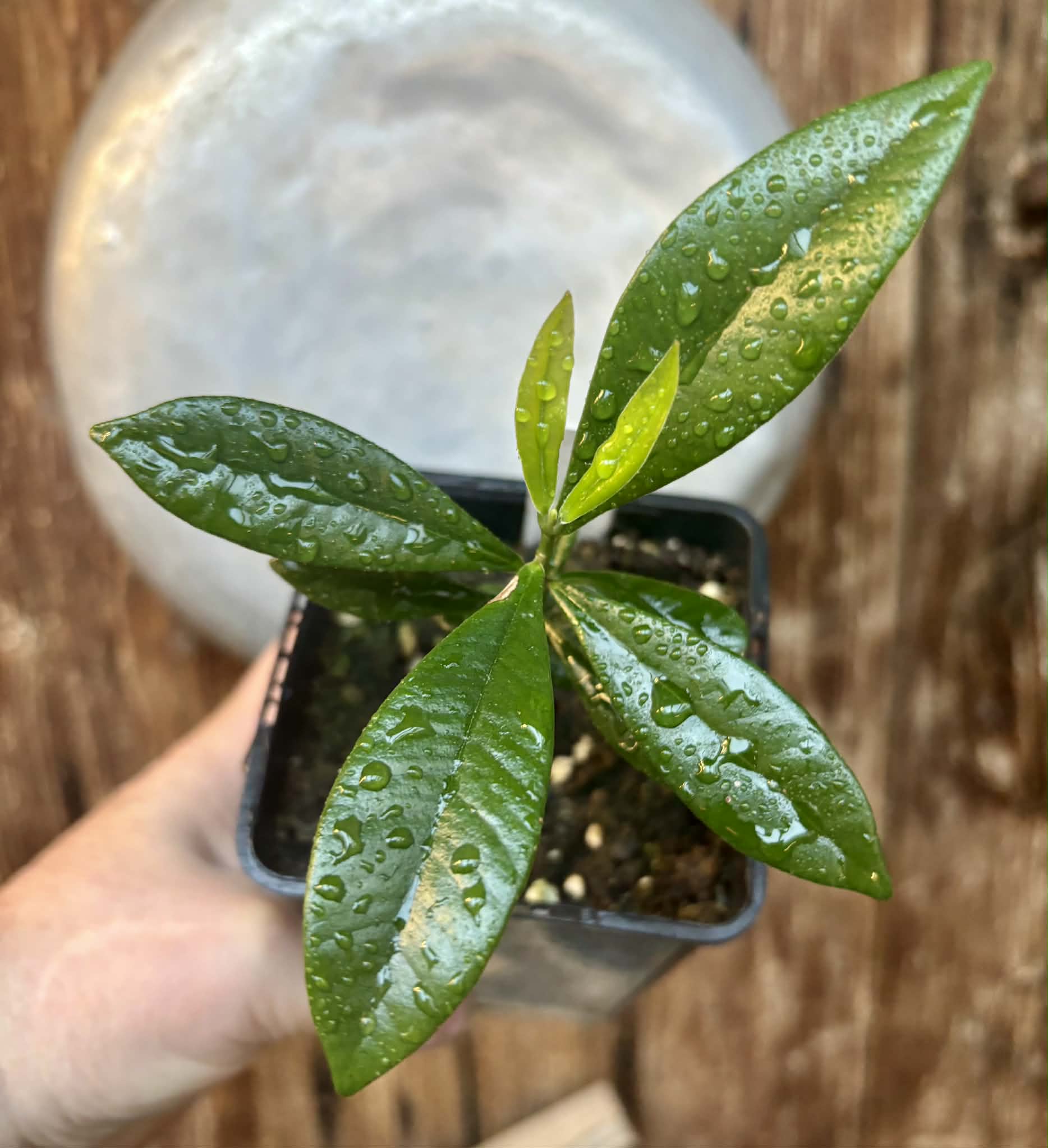 Myrcia luschnathiana -  1 potted seedling / 1 getopfter Sämling
