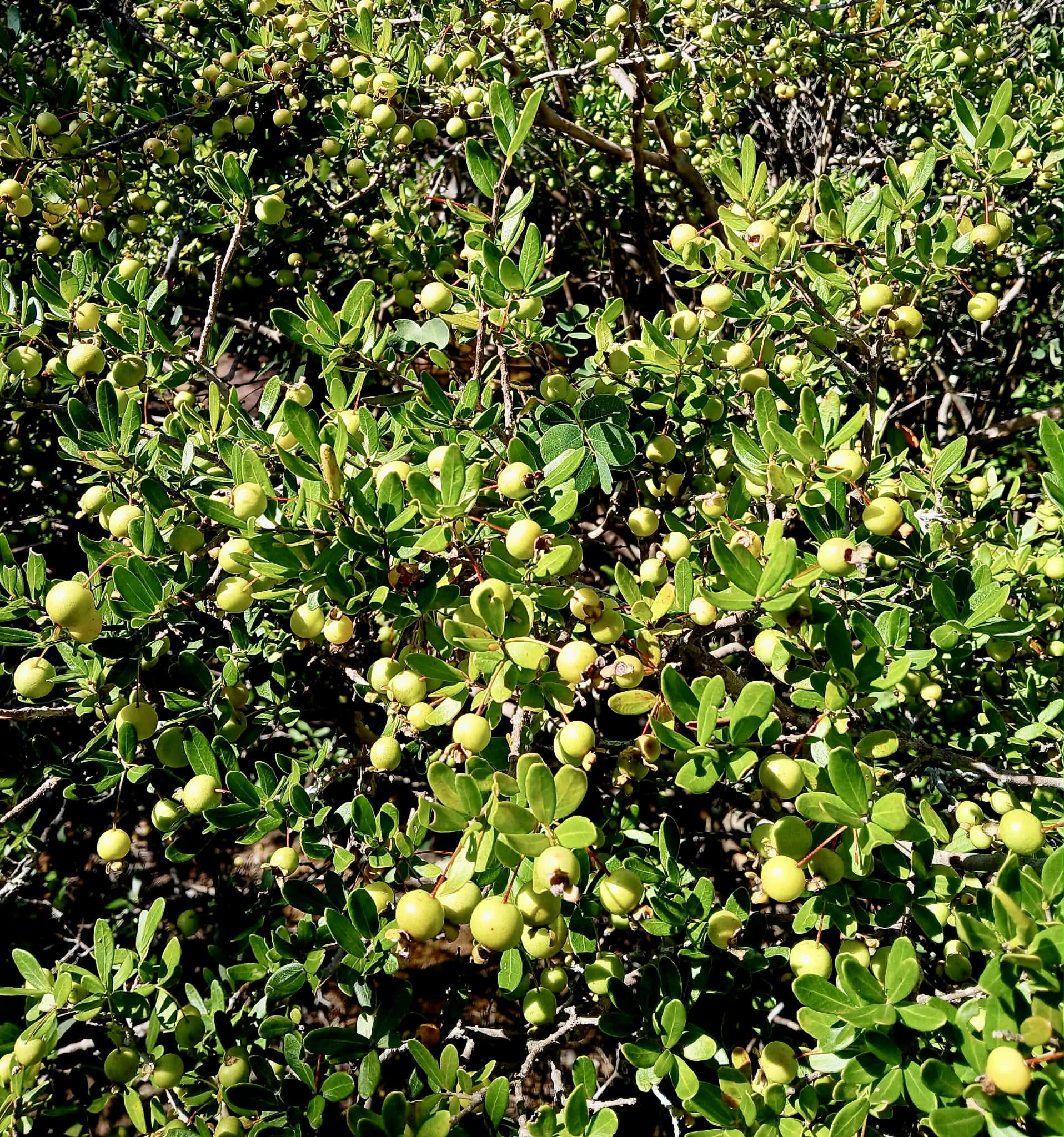 Psidium aff. schenckianum Caetité Bahia  - 1 germinated seed / 1 gekeimter Samen