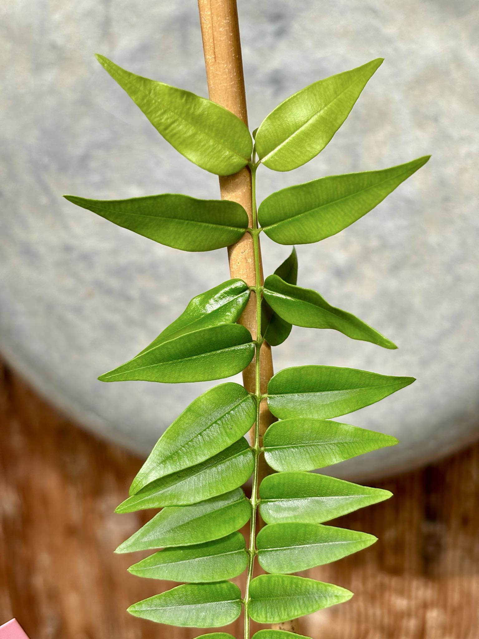 Myrciaria sp Maruim - 1 potted seedling / 1 getopfter Sämling
