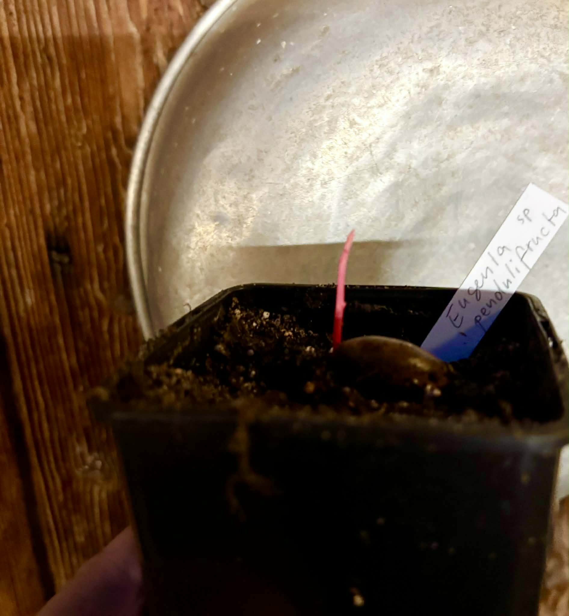 Eugenia sp Pendulifructa - 1 potted seedling / 1 getopfter Sämling