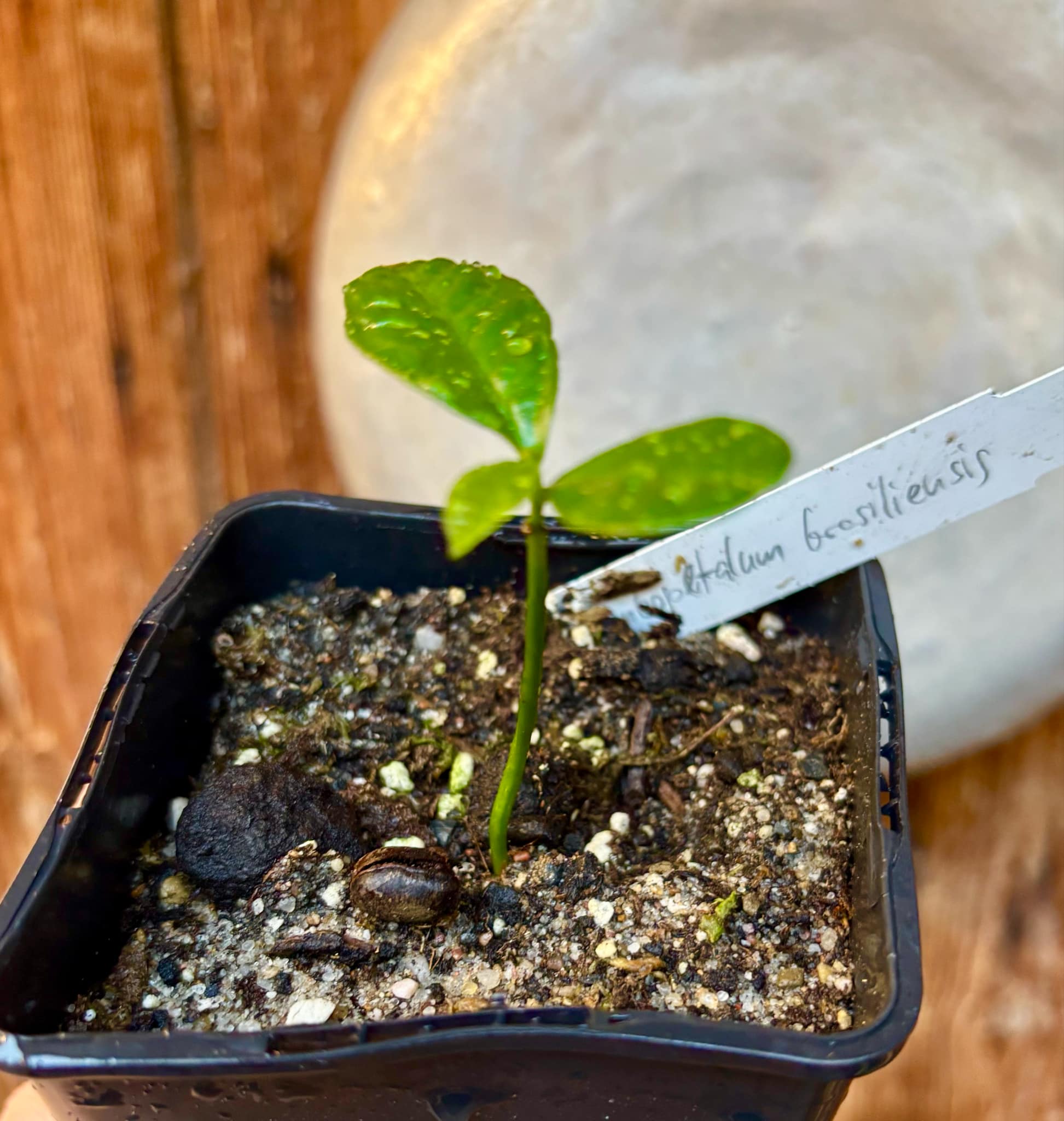 Cymbopetalum brasiliensis - 1 small potted seedling / 1 kleiner, getopfter Sämling