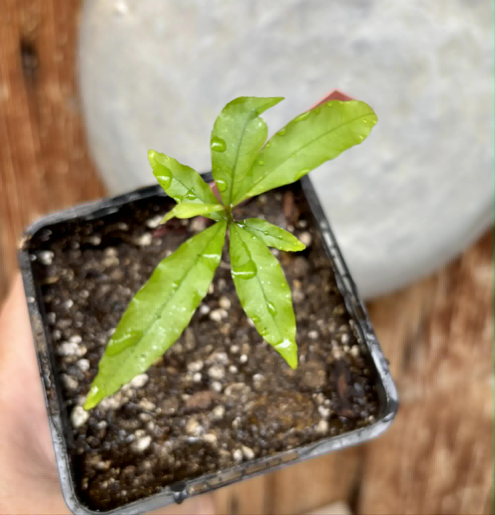 Pseudolmedia sp. Rondonia - 1 potted seedling / 1 getopfter Sämling