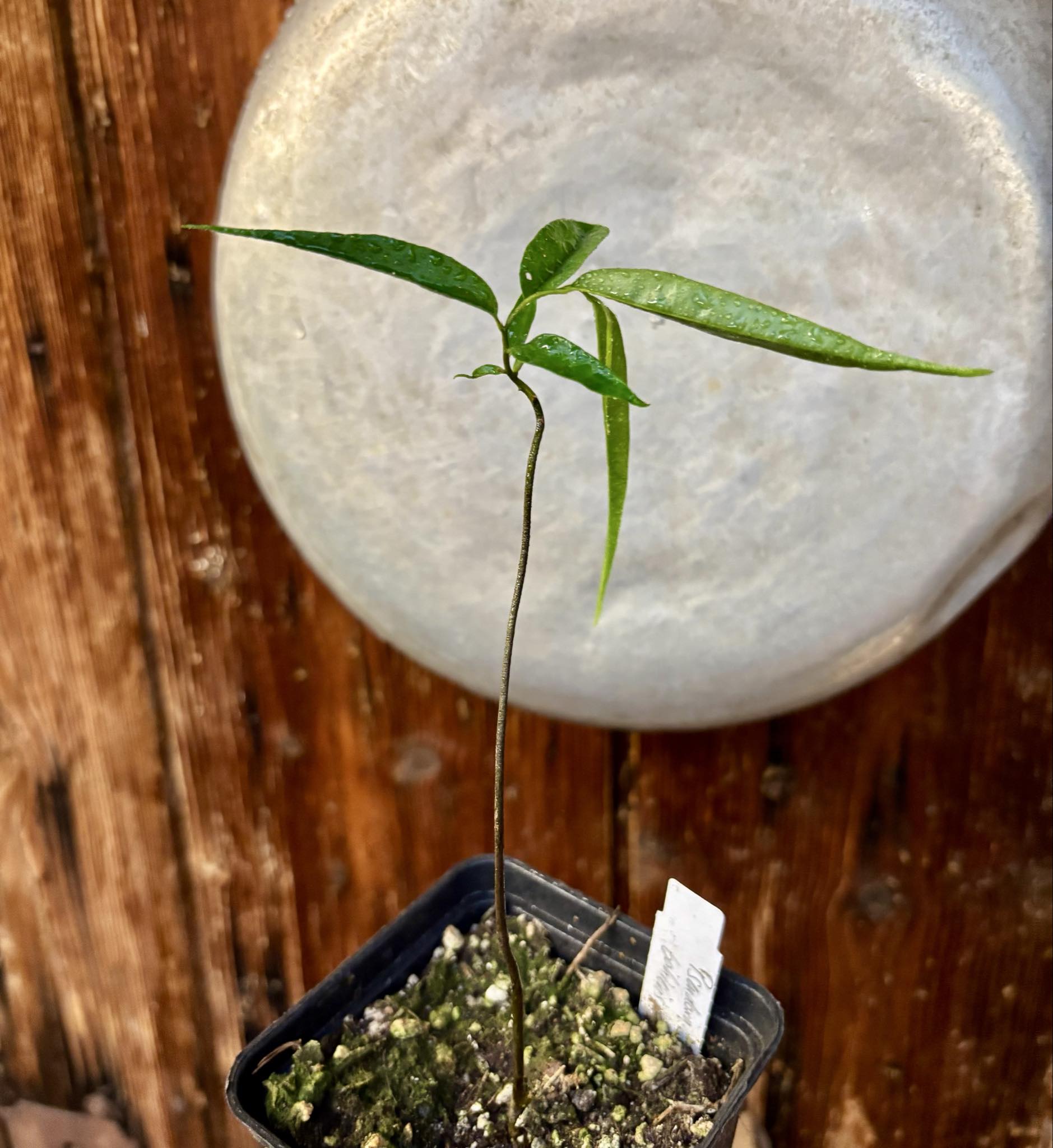 Pseudoxandra bahiensis - 1 small potted plant / 1 kleine getopfte Pflanze Pseudoxandra bahiensis - 1 small potted plant / 1 kleine getopfte Pflanze