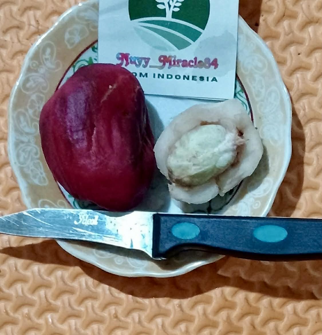 Pre Order - Syzygium jiewhoei - 1 fresh seed / 1 frischer Samen