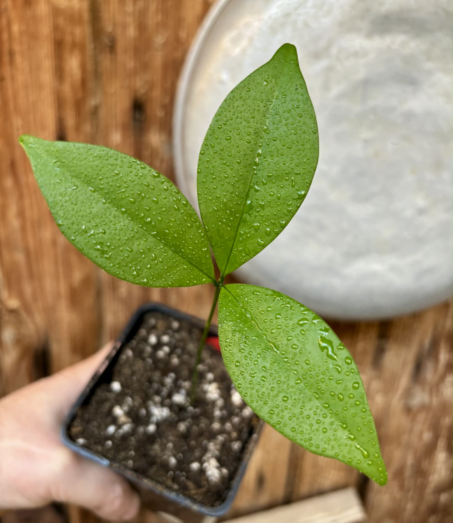 Hybrid Typ B - Eugenia sp Itayuba - 1 potted seedling / 1 getopfter Sämling