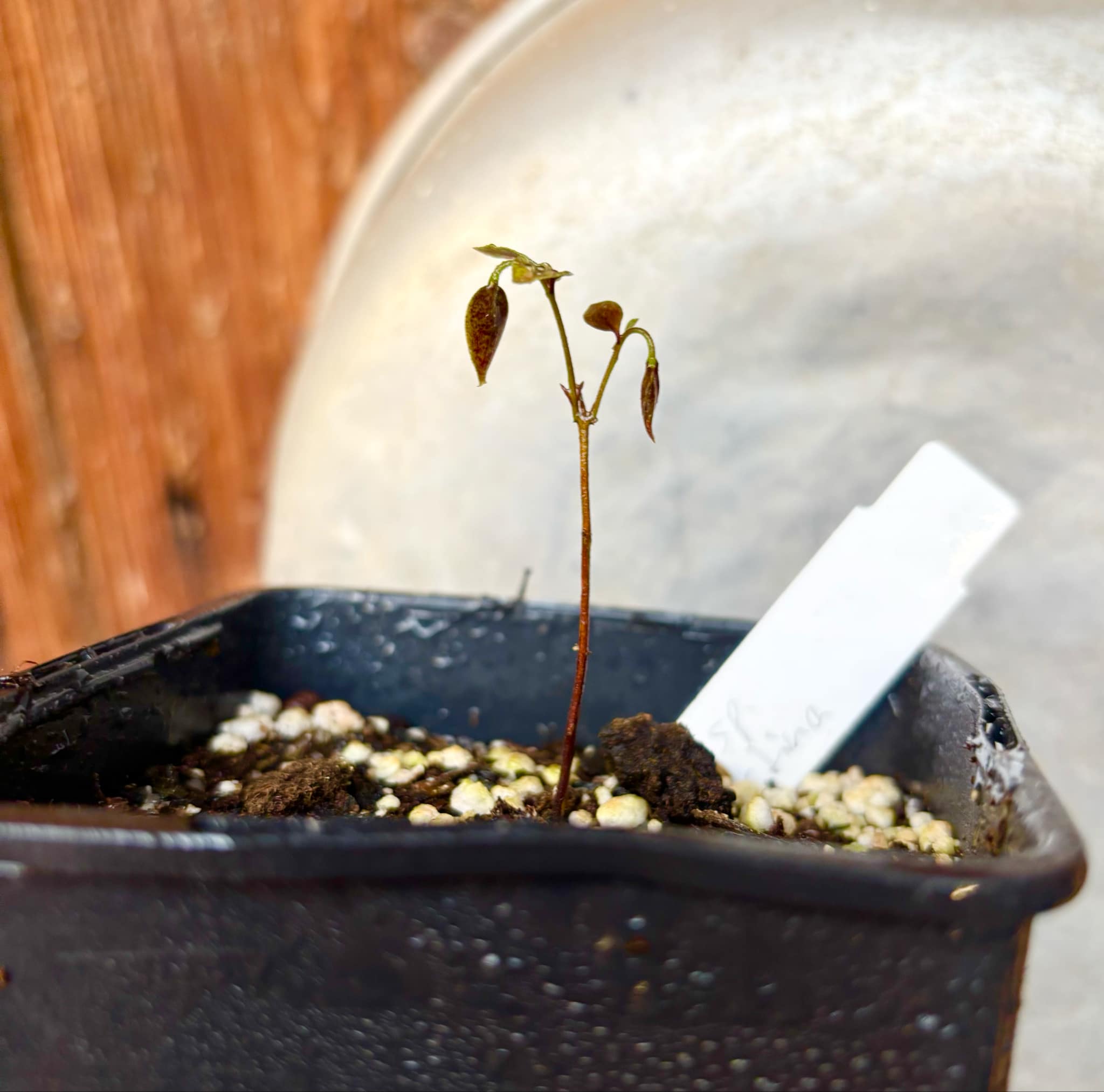 Myrciaria sp Nordestina - 1 small potted seedling / 1 kleiner, getopfter Sämling