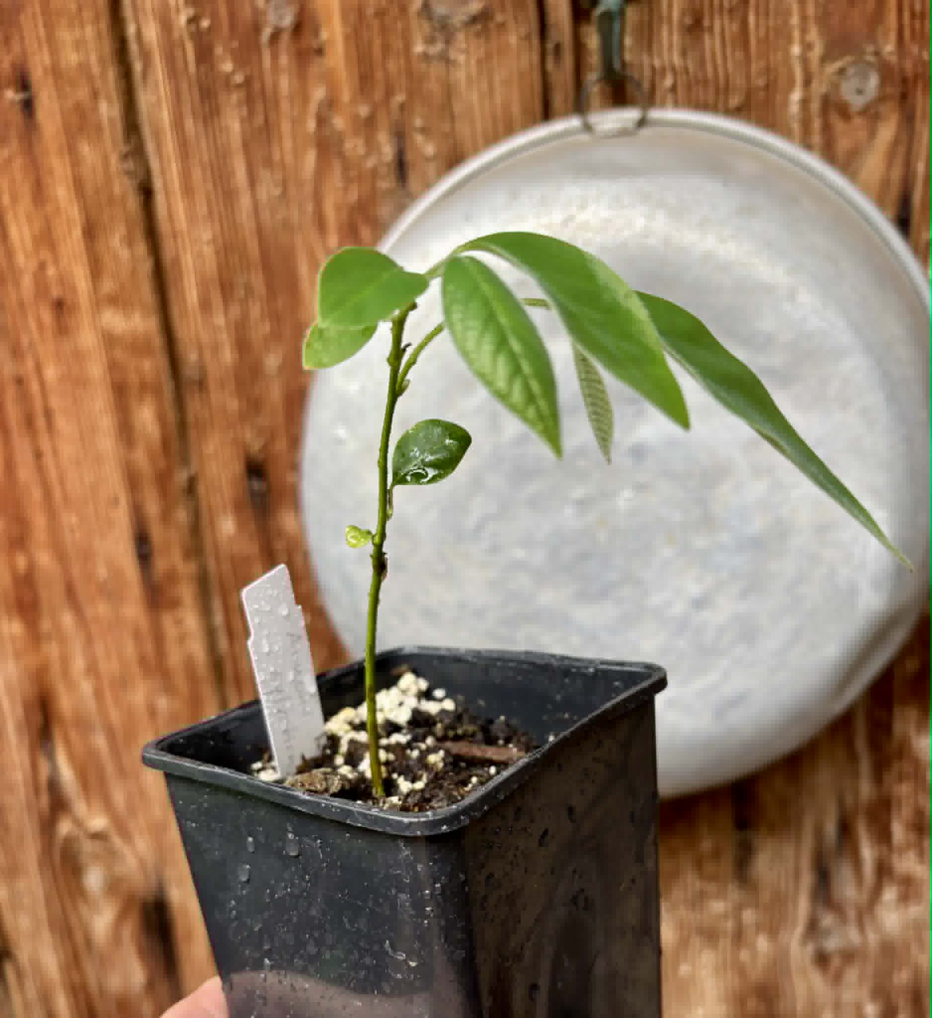 Annona sylvatica - 1 potted plant / 1 getopfte Pflanze