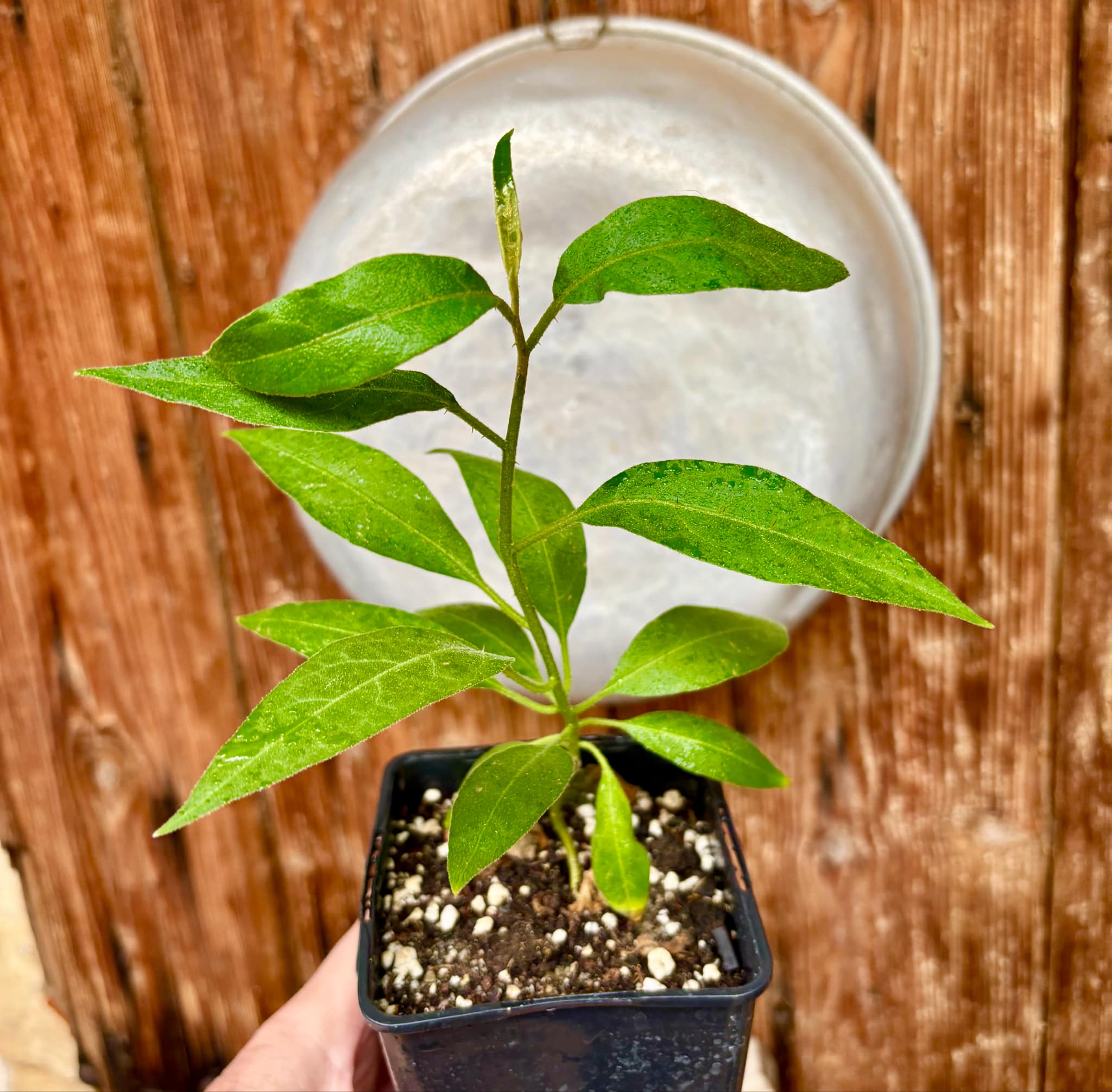Solanum sp. Mata Escura - 1 potted plant / 1 getopfte Pflanze