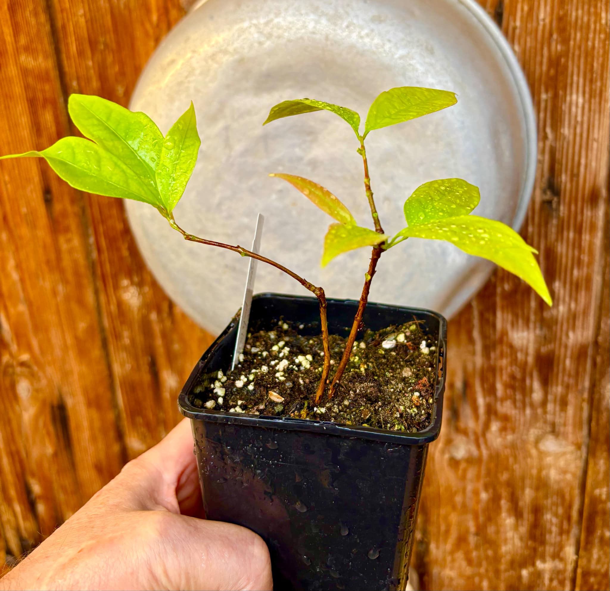 Ruby do Amazonas (Eugenia patrisii) 1 potted seedling / 1 getopfter Sämling