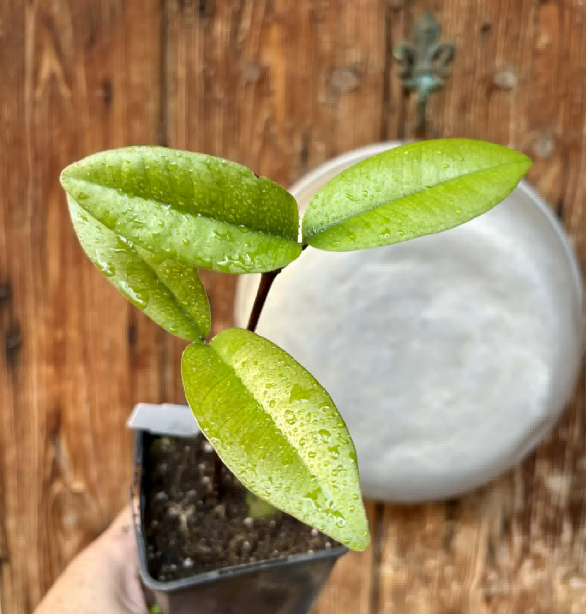 Eugenia sp Maca BIG -  1 potted seedling / 1 getopfter Sämling