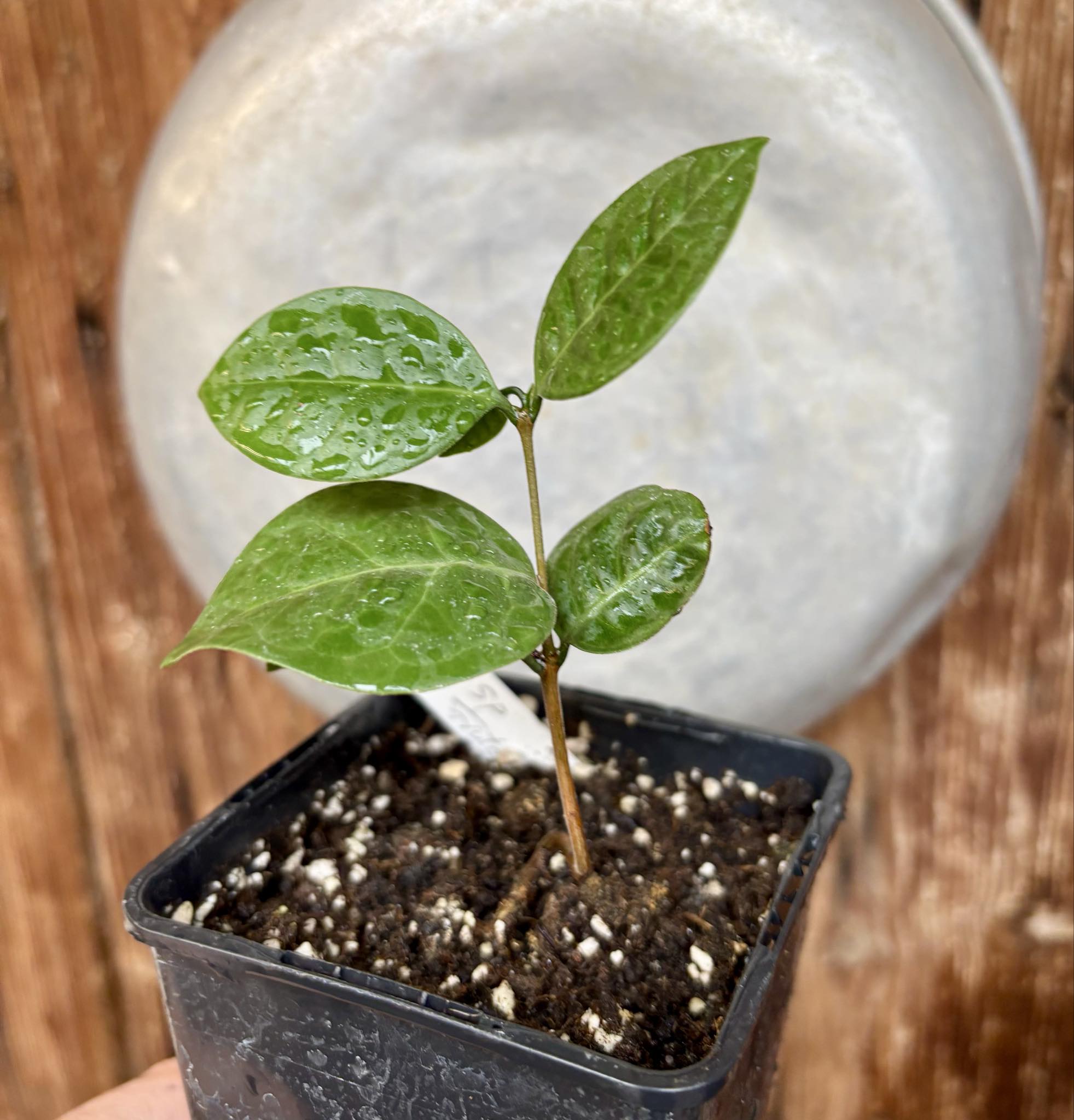 Eugenia sp Cheirosa Fruto Passado - 1 potted seedling / 1 getopfter Sämling
