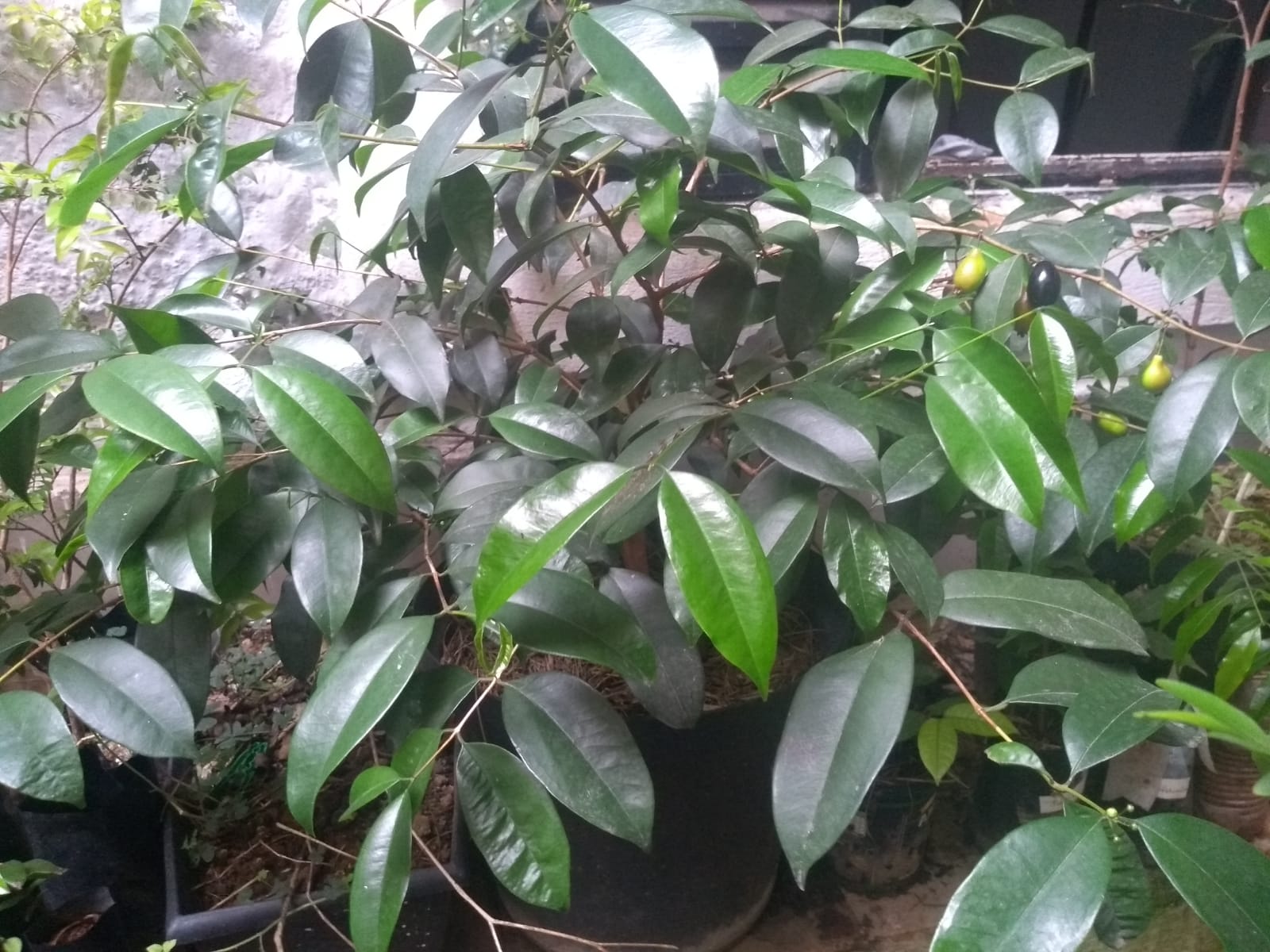 Eugenia arvensis - 1 potted seedling / 1 getopfter Sämling