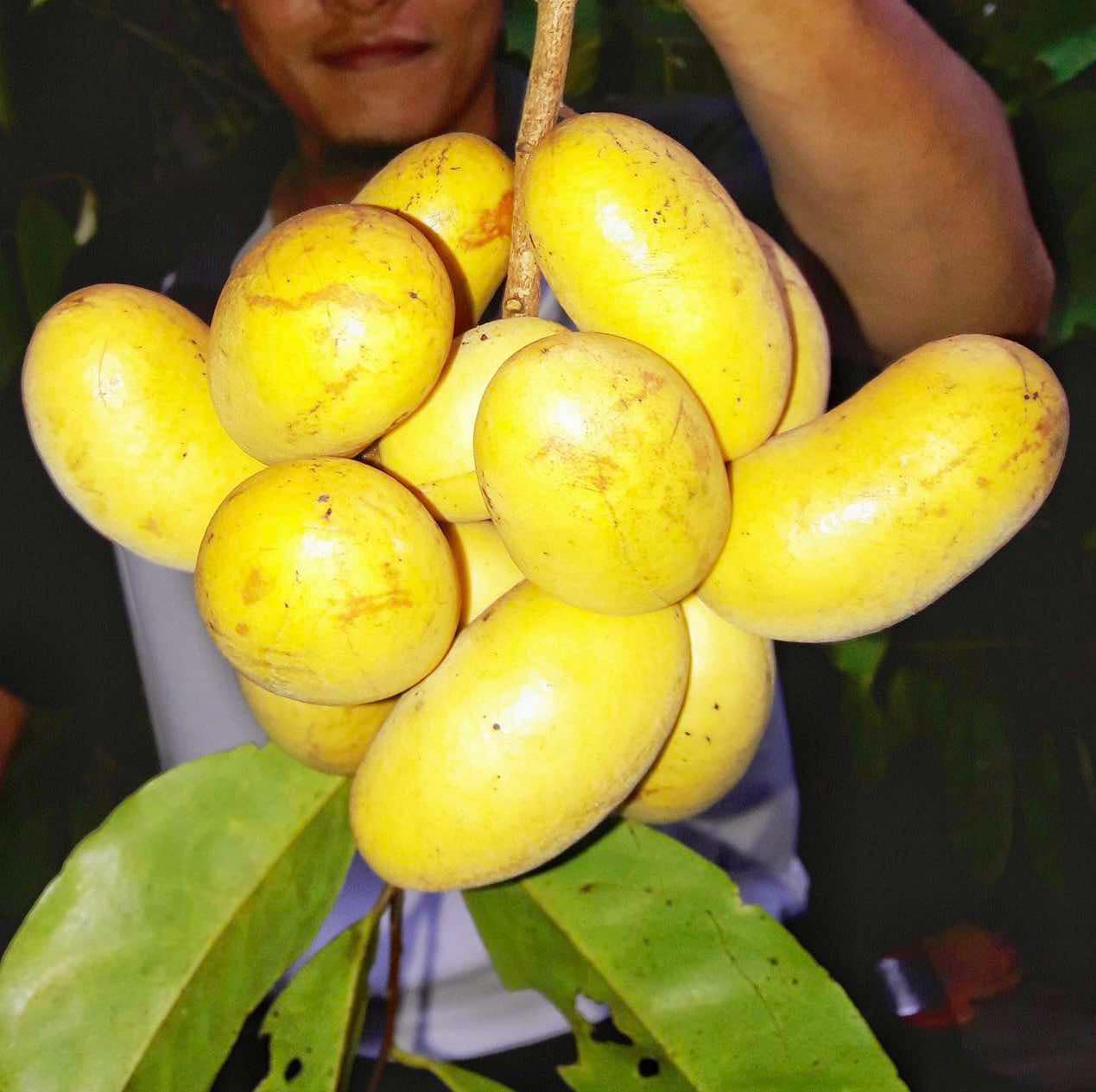 Malaysian Pawpaw - Alphonsea elliptica  - 1 potted plant / 1 getopfte Pflanze