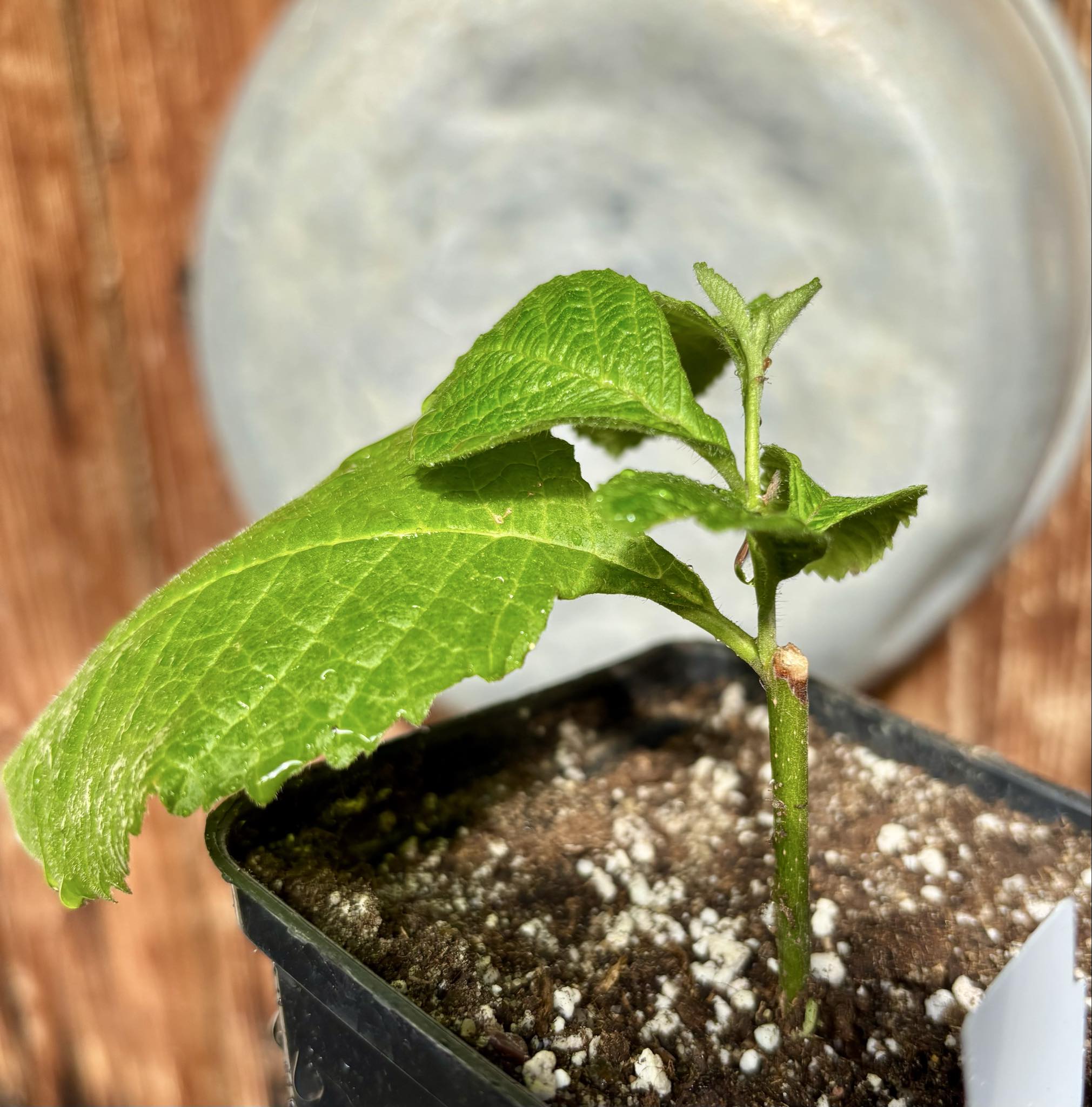 rooted cutting - Erva baleeira  (Cordia verbenacia) - 1 potted plant / 1 getopfte Pflanze