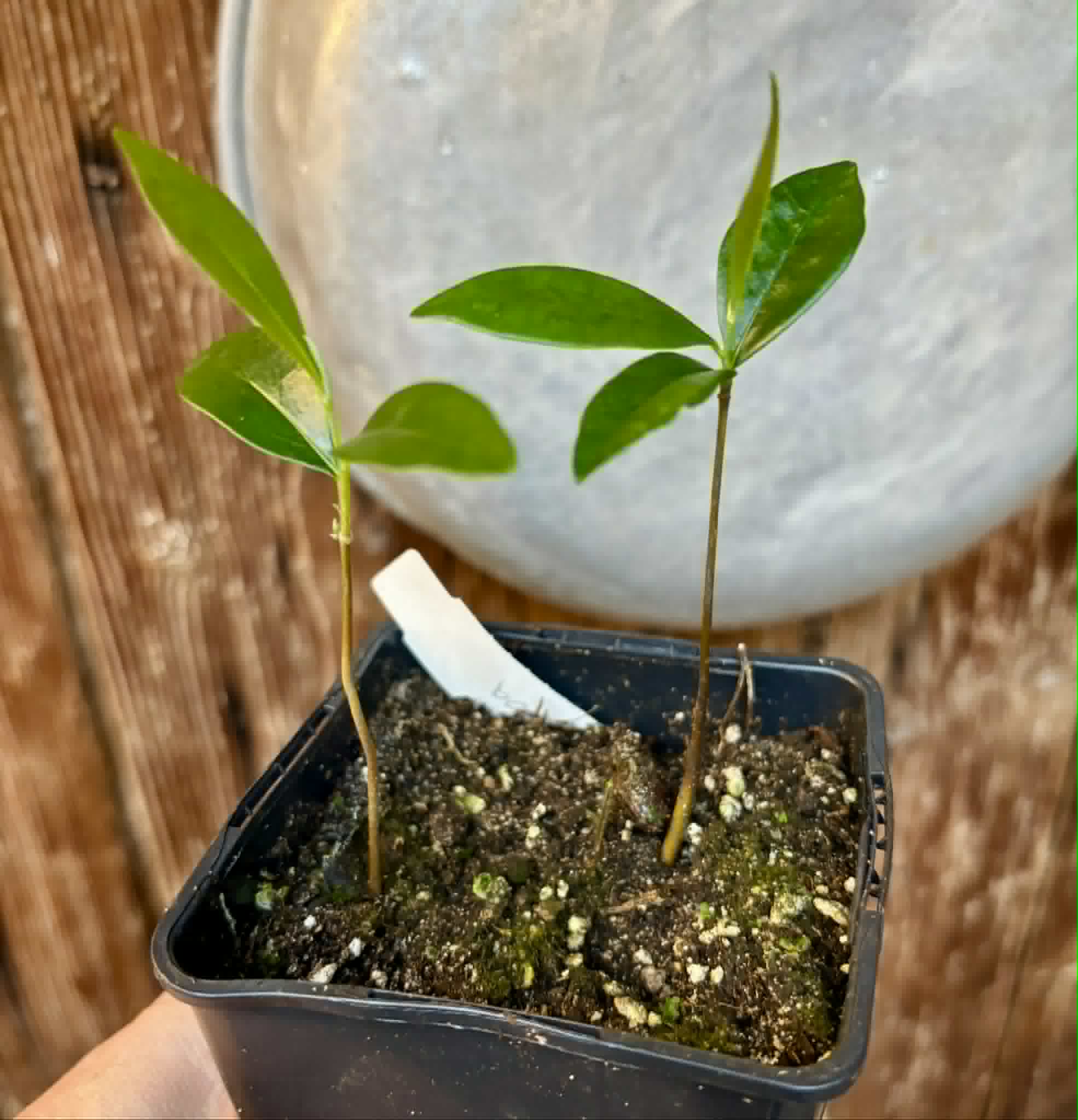 2 in 1 pot - Duguetia lanceolata - Pindaiba - 2 potted seedlings in one pot / 2 getopfte Sämlinge in einem Topf