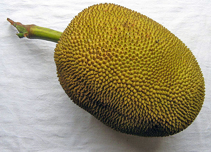Jackfruit (Artocarpus heterophyllus) 1 potted plant / 1 getopfte Pflanze Jackfruit (Artocarpus heterophyllus) 1 potted plant / 1 getopfte Pflanze