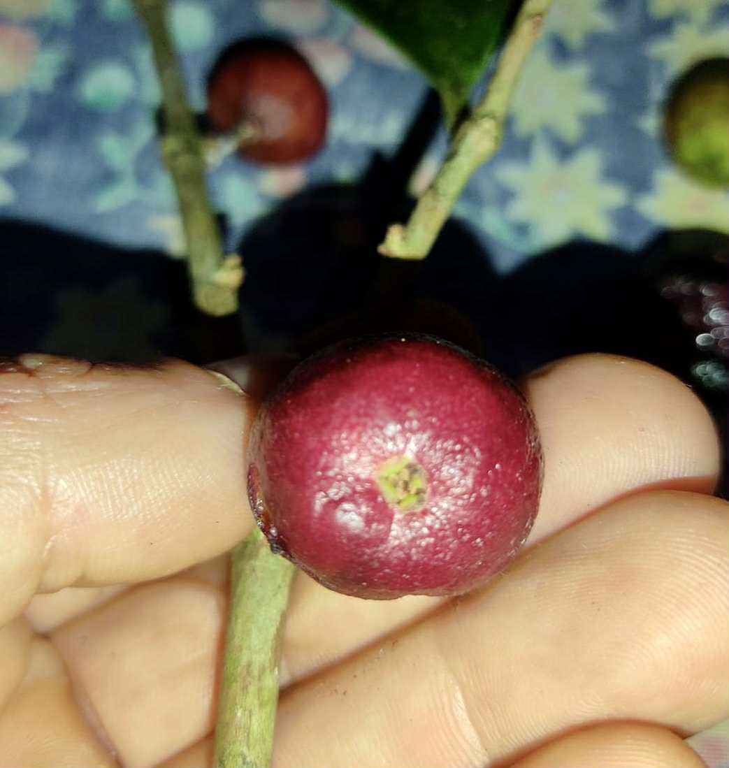 Eugenia sp Pindoca - 1 germinated seed / 1 gekeimter Samen