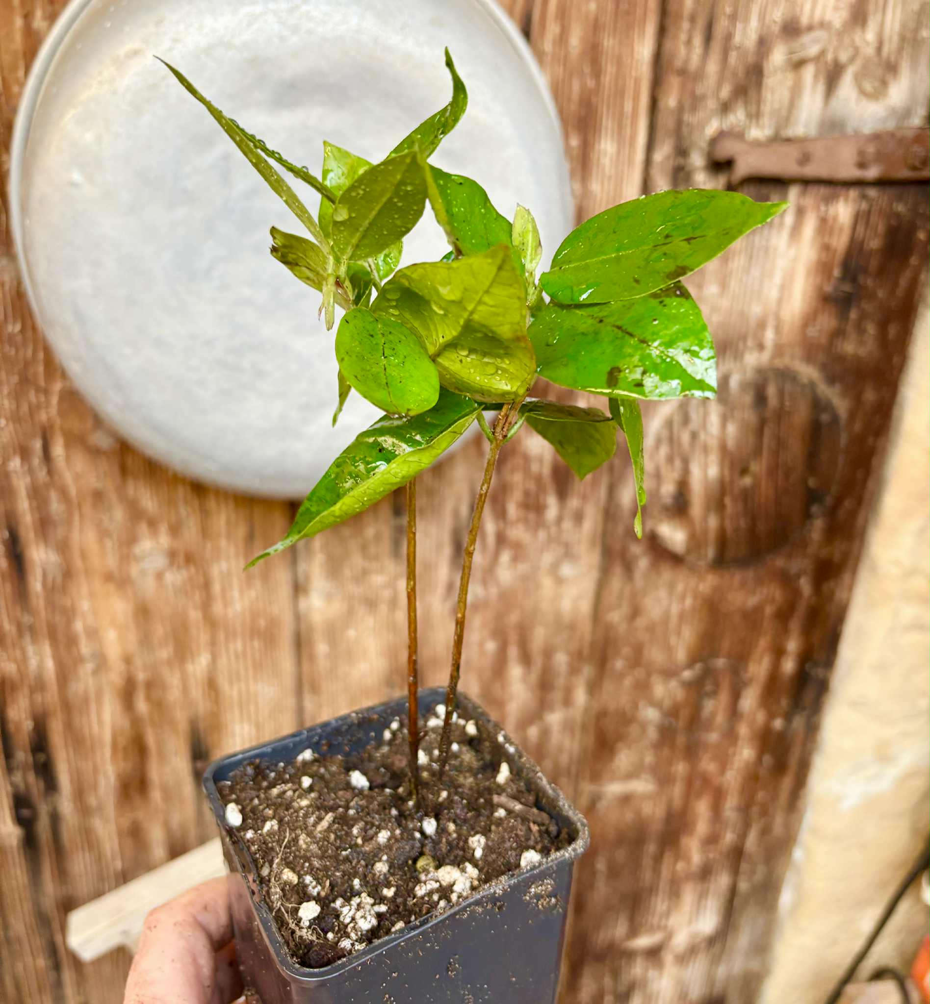 Cambuca (Plinia edulis) - 1 potted plant / 1 getopfte Pflanze