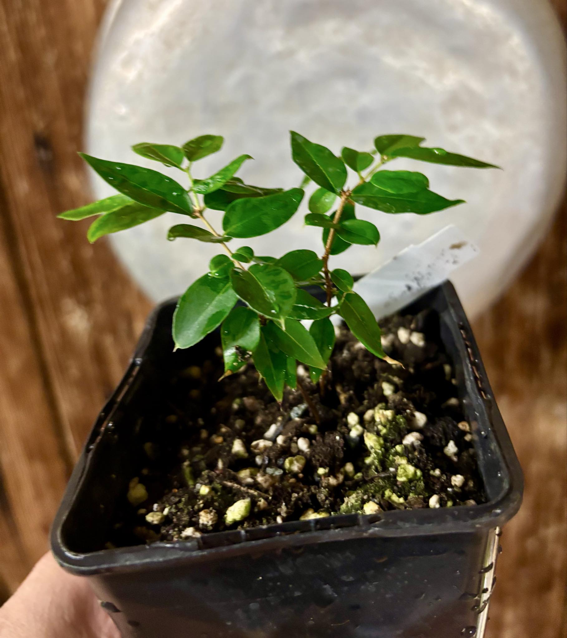 2 seedlings in 1 pot - Jaboticaba - Plinia sp Pingo de Mel (Vilela A3) -  1 potted seedling / 1  getopfter Sämling