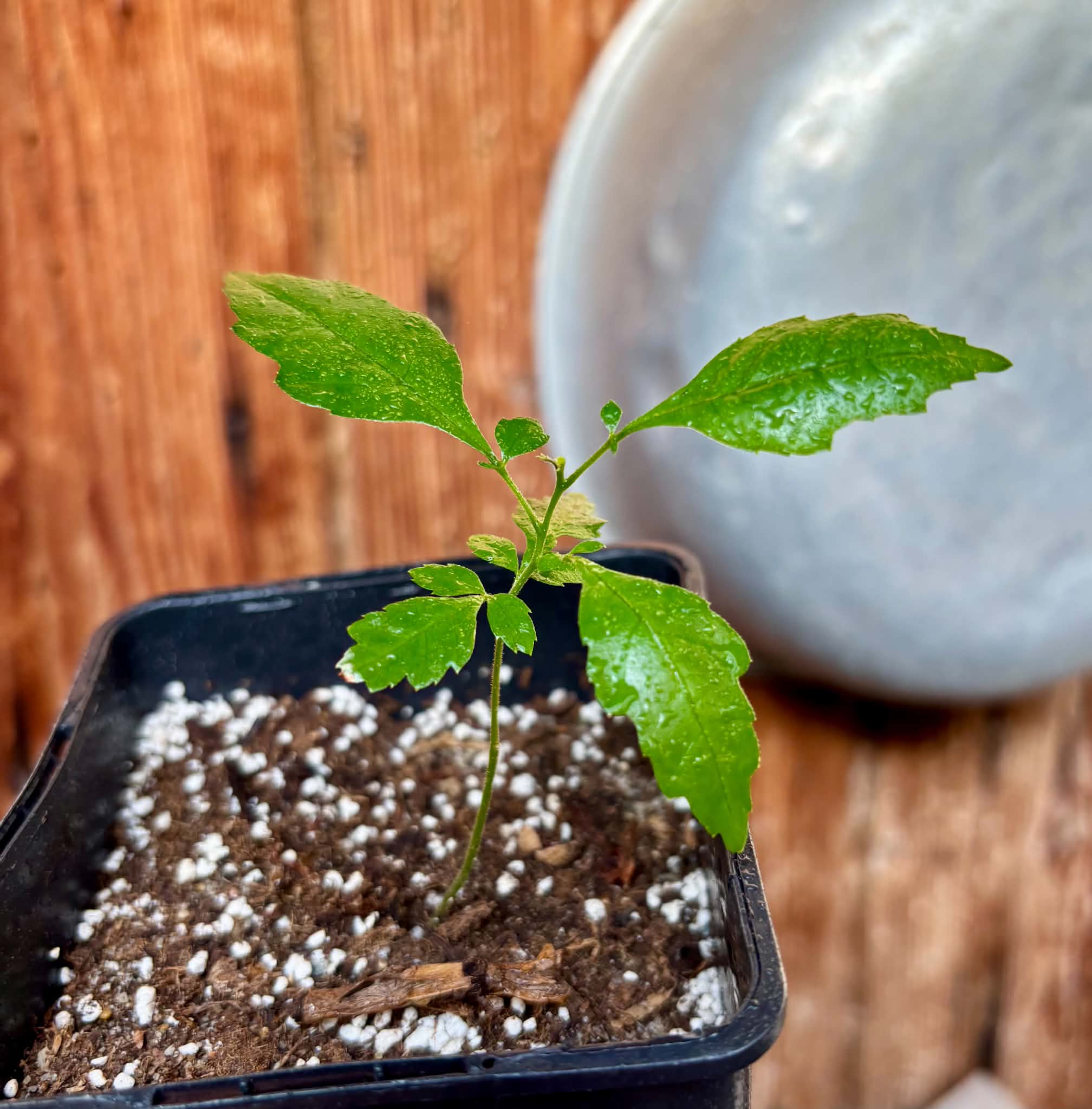 Allophylus edulis - Chal-Chal / Fruta de Pomba - 1 potted seedling / 1 getopfter Sämling