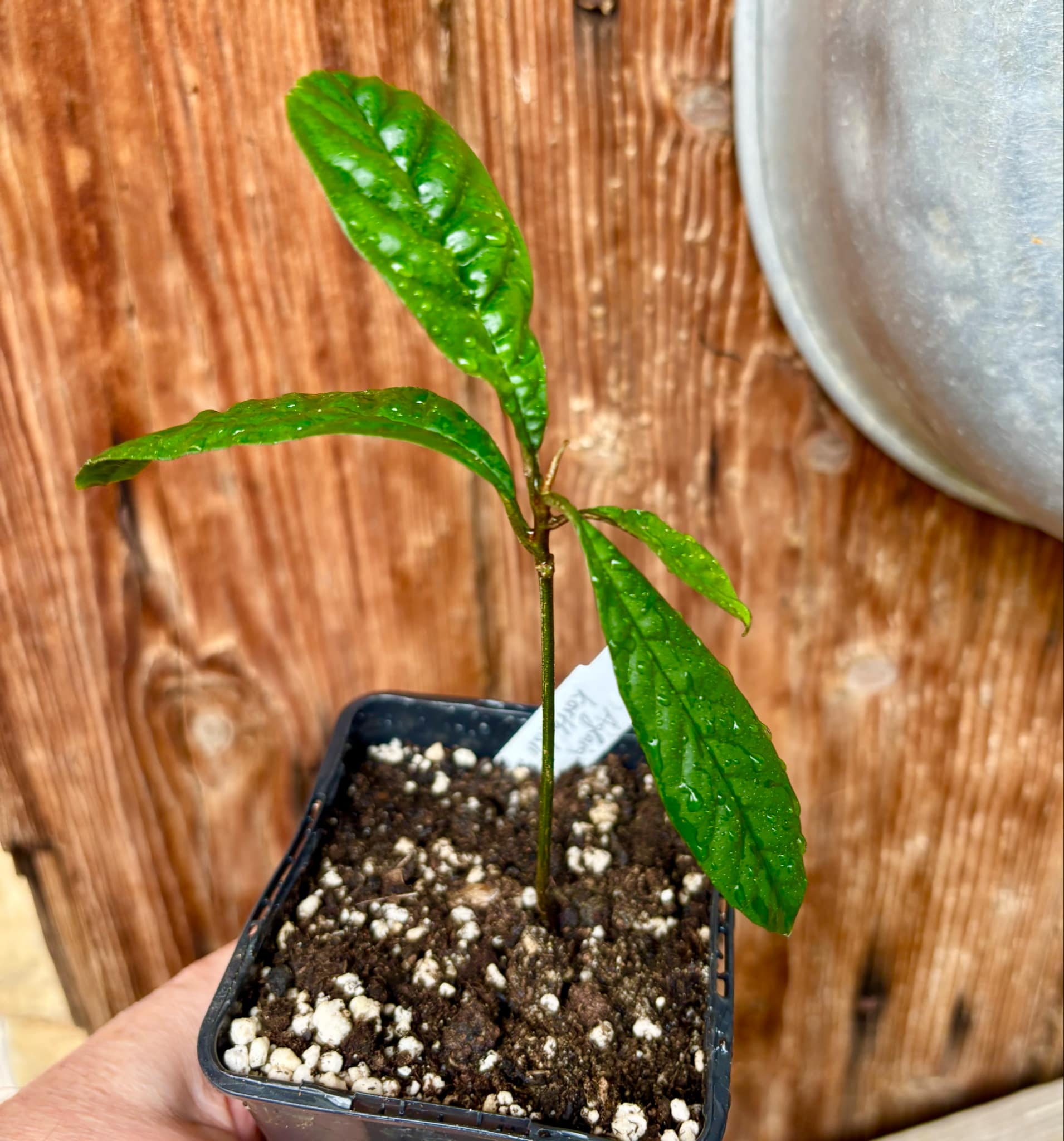 Aglaia korthalsii - 1 potted plant / 1 getopfte Pflanze