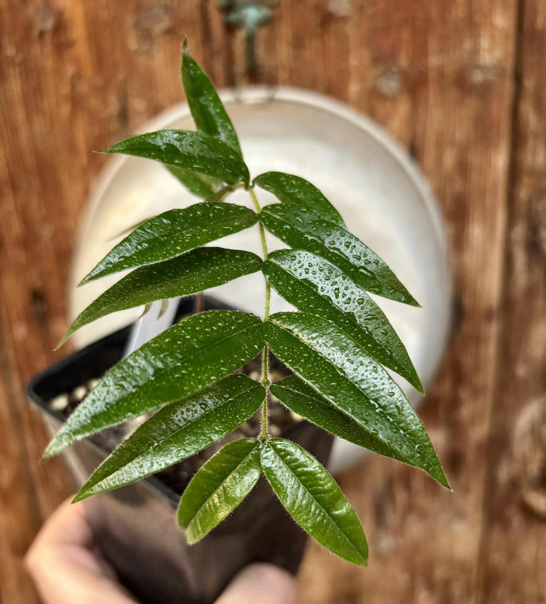 Beach Cambuca (Myrciaria strigipes) - 1 potted plant / 1 getopfte Pflanze