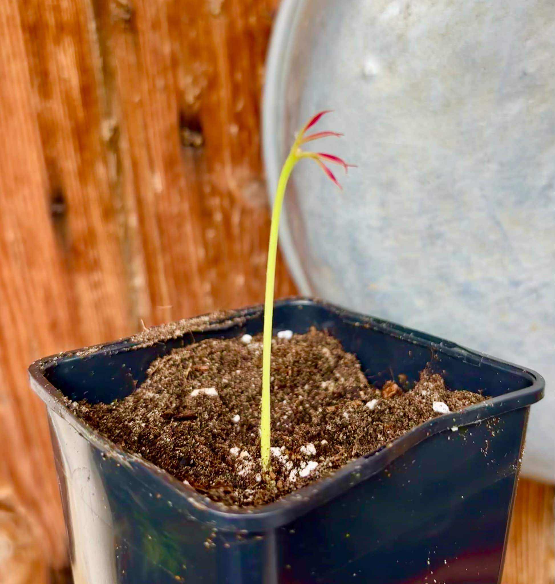 Talisia cerasina - 1 potted seedling / 1 getopfter Sämling