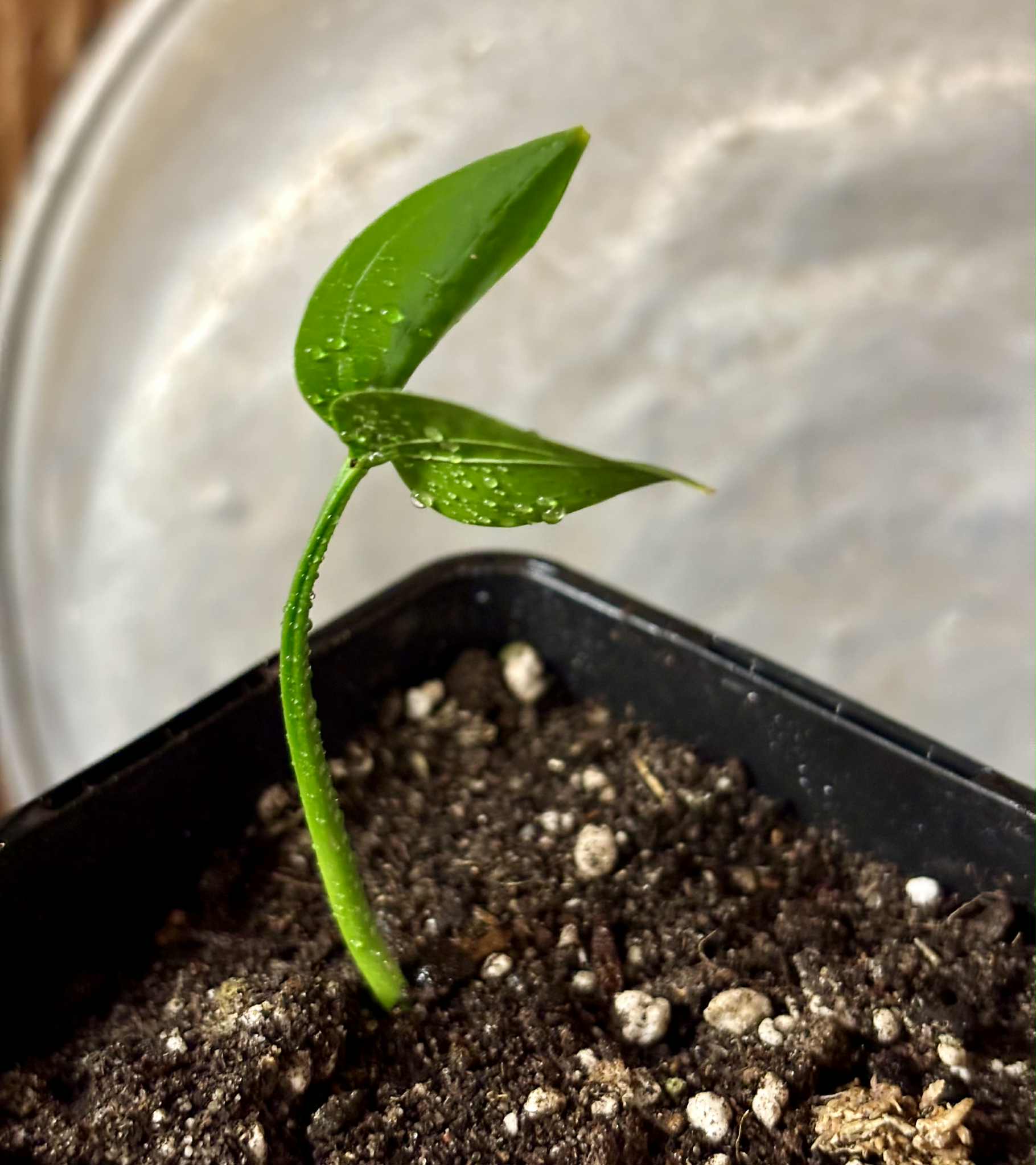 Dulacia sp. Cafe doce  -  1 potted seedling / 1 getopfter Sämling