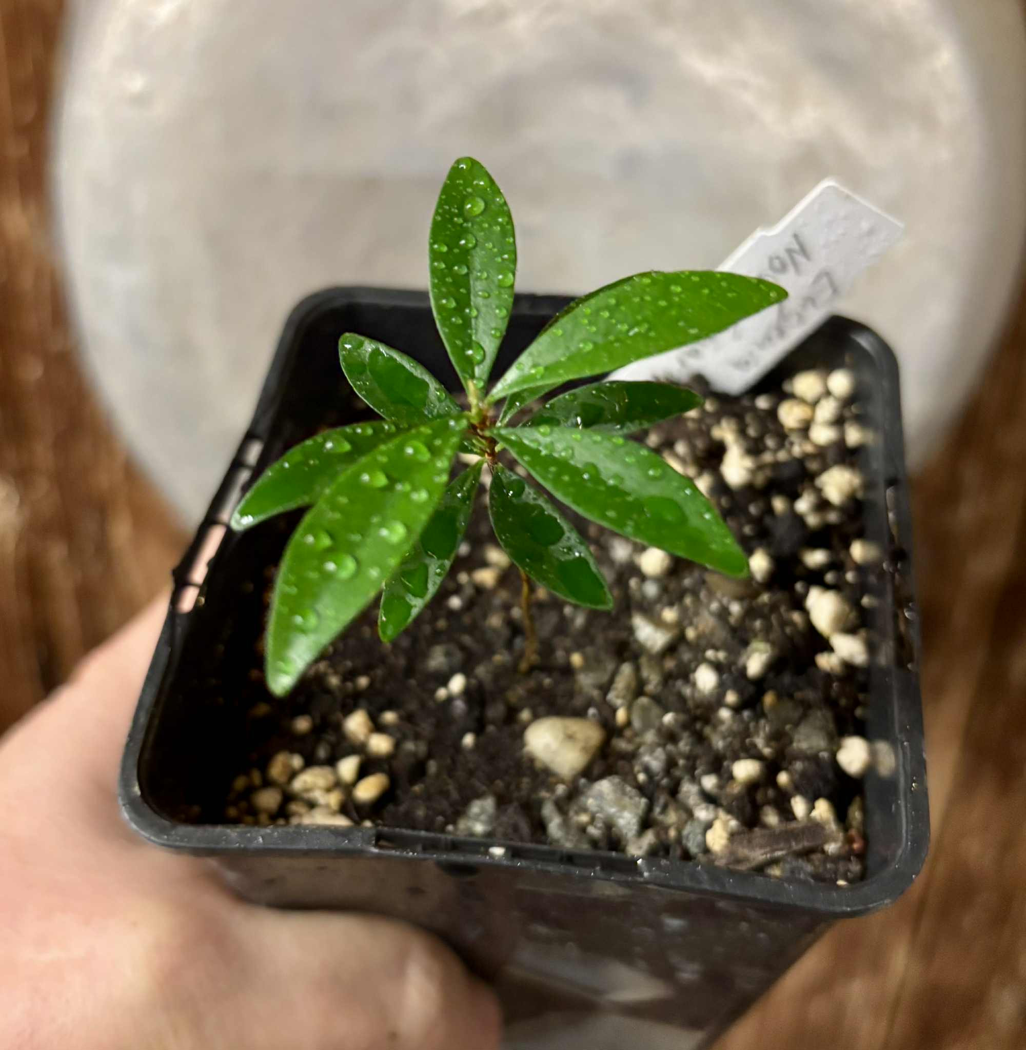 Eugenia sp Nova Rio Guari - 1 potted seedling / 1 getopfter Sämling