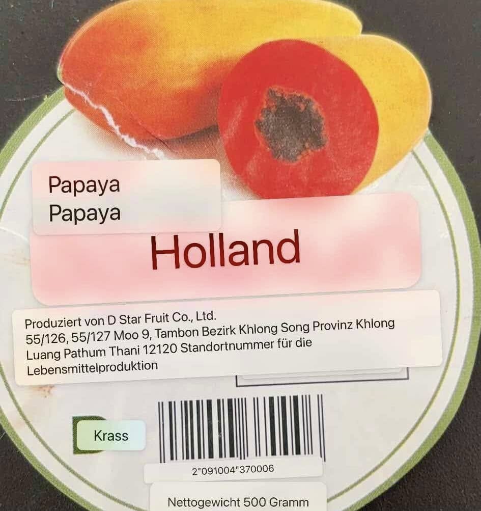 Red Holland Papaya (Carica papaya) - 1 small potted seedling / 1 kleiner, getopfter Sämling