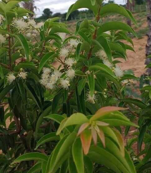 Eugenia sp la de Carneiro - Rare exotic plant - Seltene exotische Pflanze