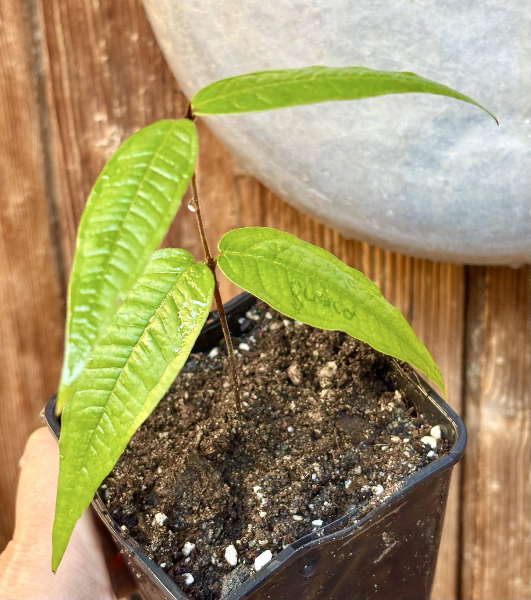 Plinia aureana "Branca Costada"  - 1 rooted, potted cutting / 1 bewurzelter, getopfter Steckling
