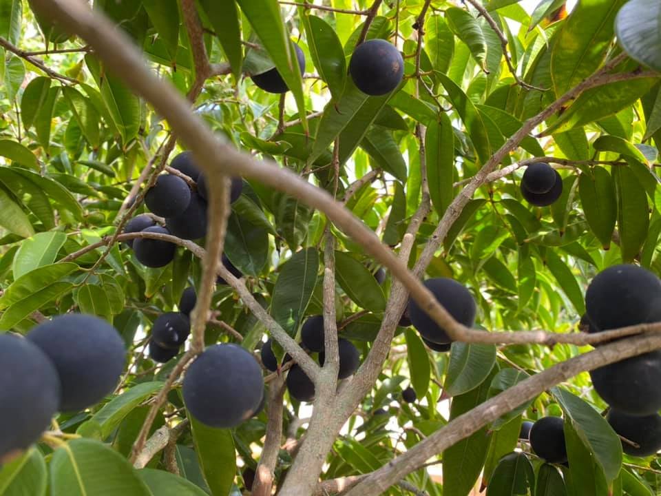 Blue Jaboticaba - Myrciaria vexator - 1 fresh seed / 1 frischer Samen